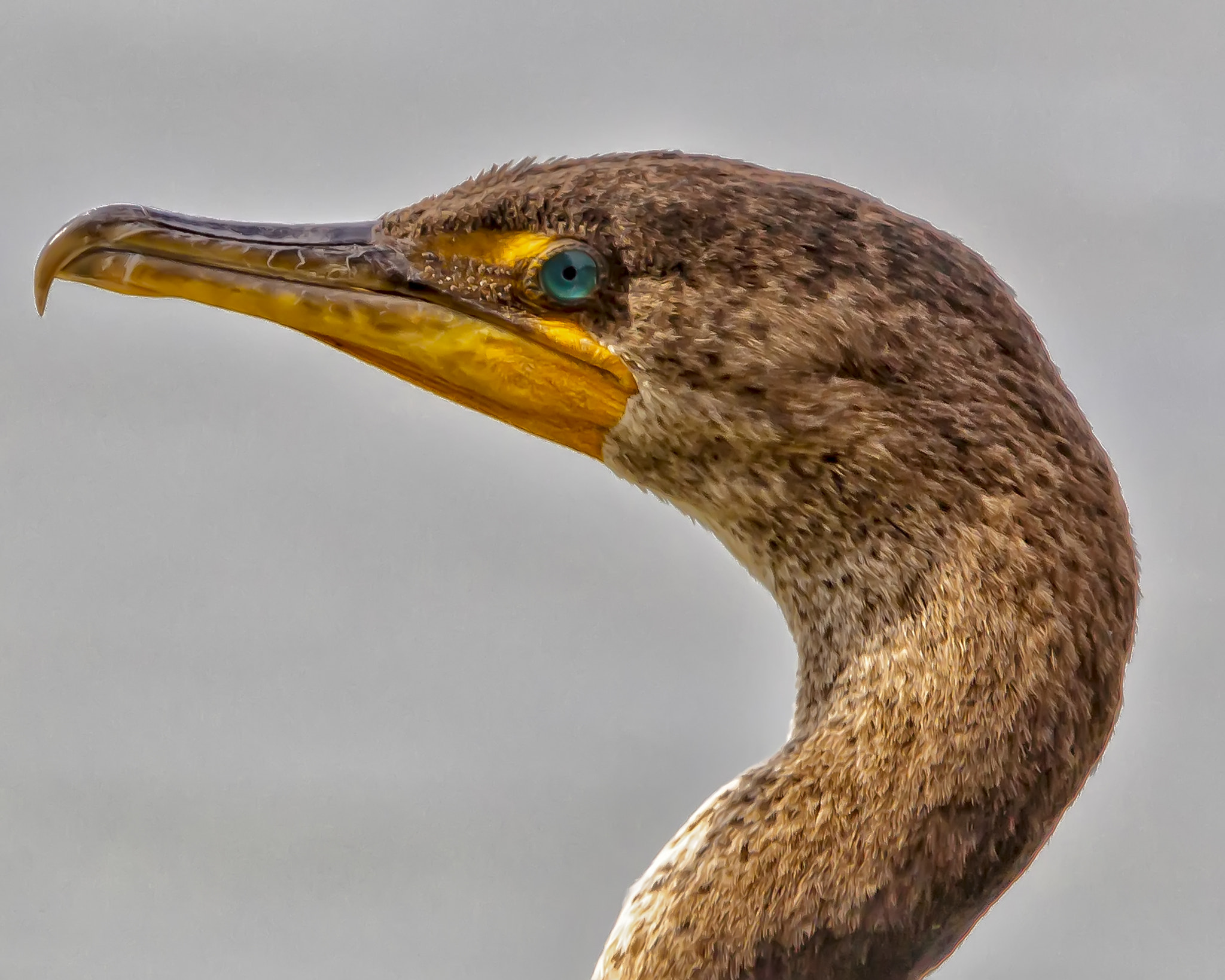 Canon EOS-1D Mark IV sample photo. Old blue eyes photography