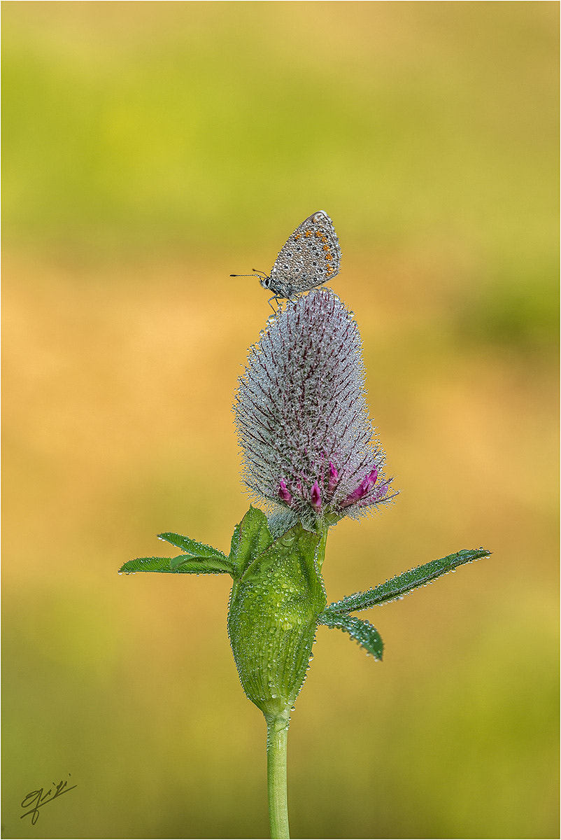 Sigma 150mm F2.8 EX DG OS Macro HSM sample photo. First light photography