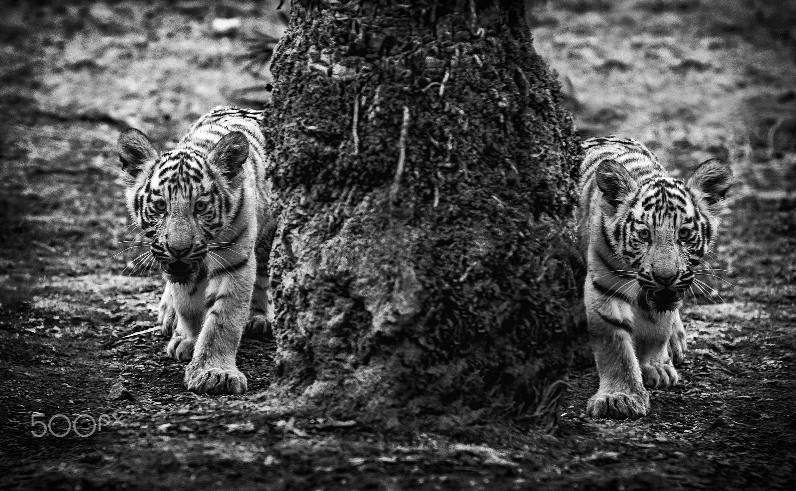 Nikon D7100 + Sigma 85mm F1.4 EX DG HSM sample photo. Tiger twins photography
