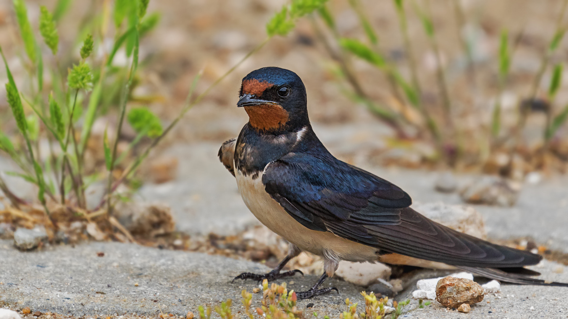 Canon EF 100-400mm F4.5-5.6L IS II USM sample photo. Barn swallow photography