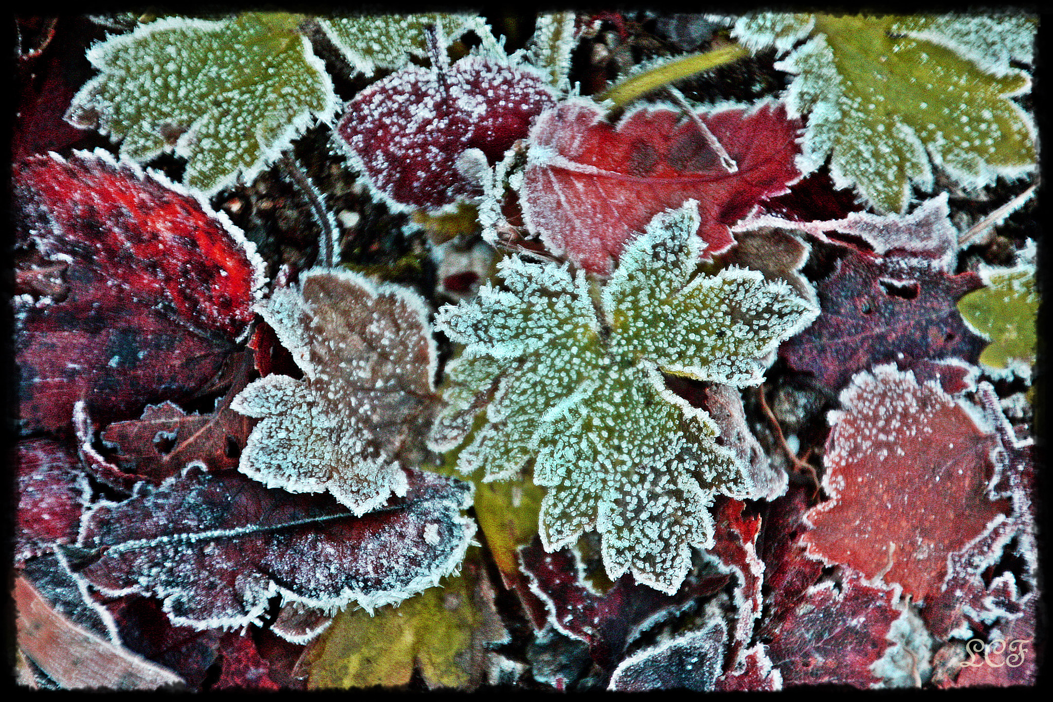 Canon EOS 450D (EOS Rebel XSi / EOS Kiss X2) sample photo. Cold and colorful  photography