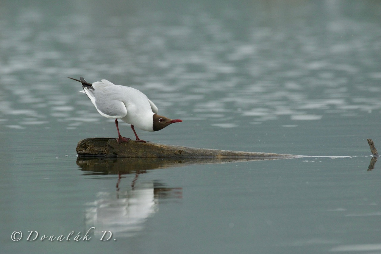 Canon EF 200-400mm F4L IS USM Extender 1.4x sample photo. Racek chechtavý (larus ridibundus) photography