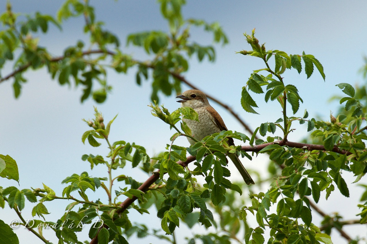 Canon EF 200-400mm F4L IS USM Extender 1.4x sample photo. Ťuhýk obecný (lanius collurio) photography