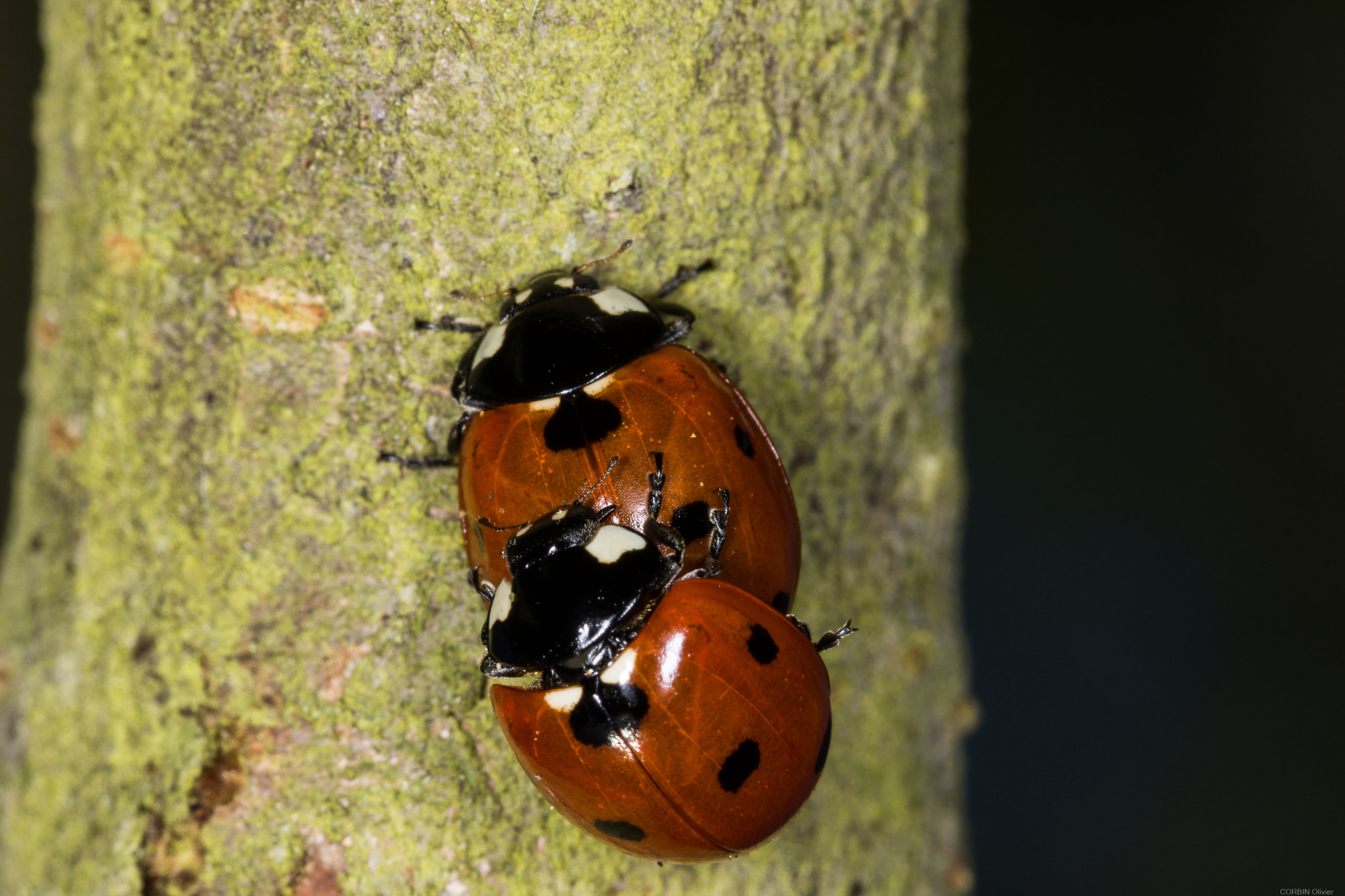 Sony SLT-A77 + 90mm F2.8 Macro SSM sample photo. Love on the branch photography