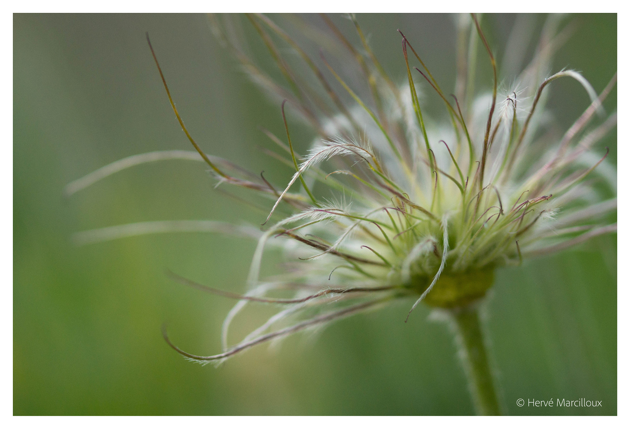 Sony SLT-A77 + 105mm F2.8 sample photo. Mess photography