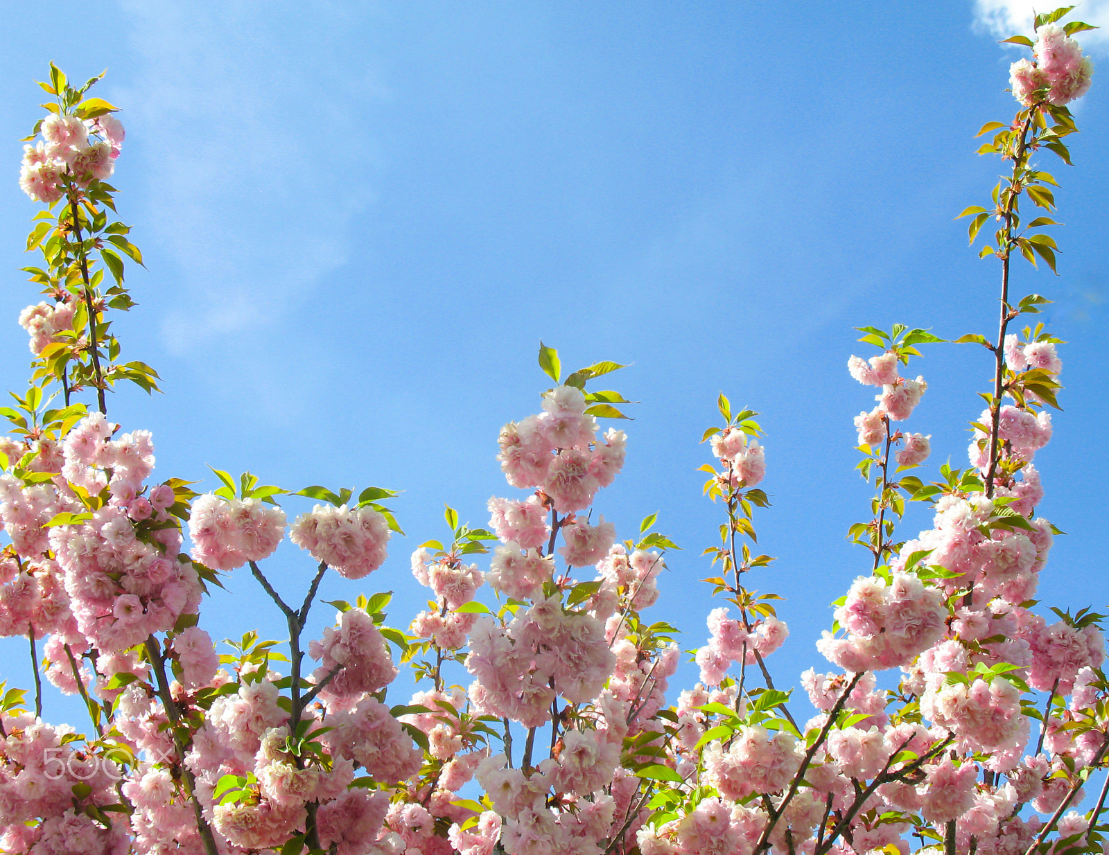 Canon POWERSHOT A620 sample photo. Sakura - cherry blossom photography
