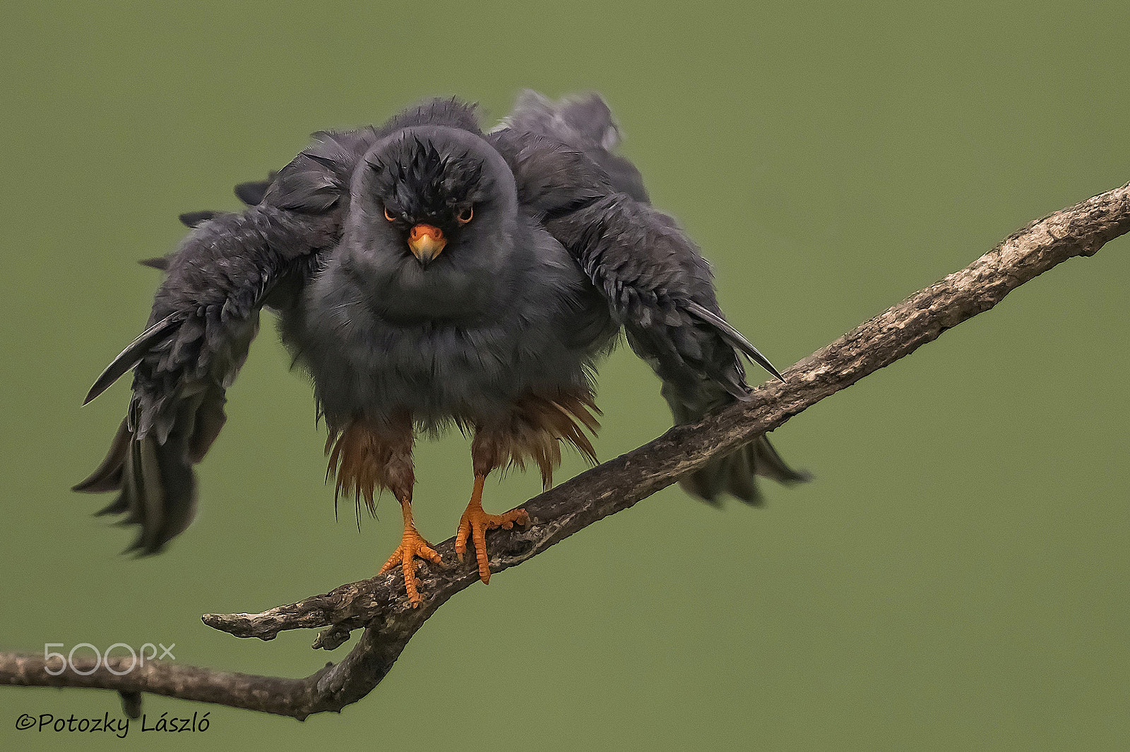 Olympus OM-D E-M1 + OLYMPUS 300mm Lens sample photo. Red-footed falcon photography