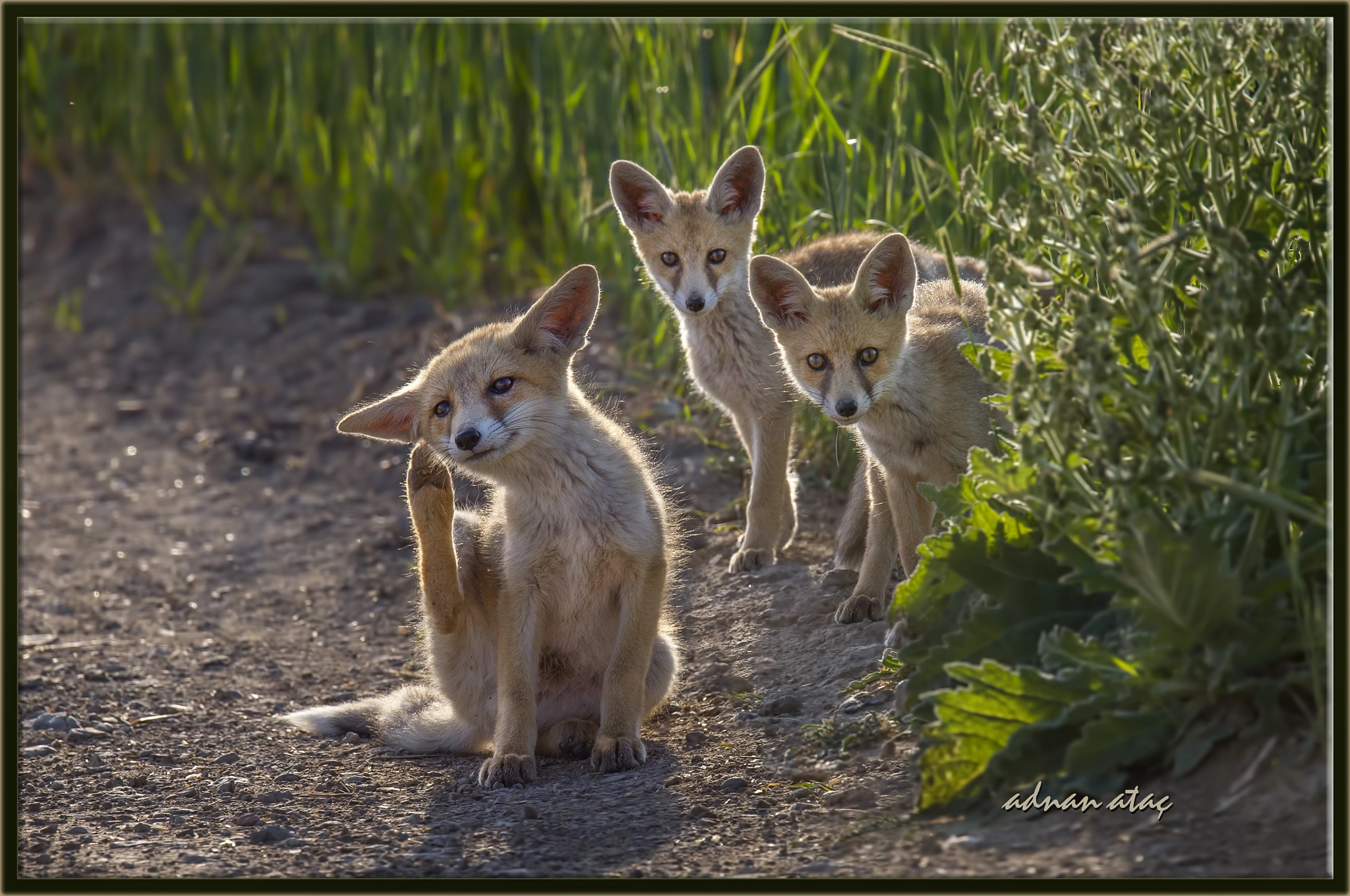 Nikon D4 + Sigma 150-600mm F5-6.3 DG OS HSM | S sample photo. Tilki yavruları - fox cubs - young of fox photography