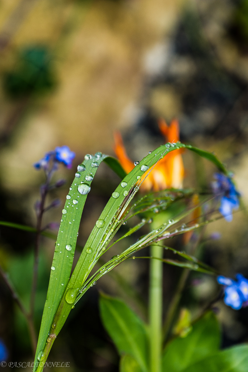 Nikon D3S sample photo. Apres la pluie photography