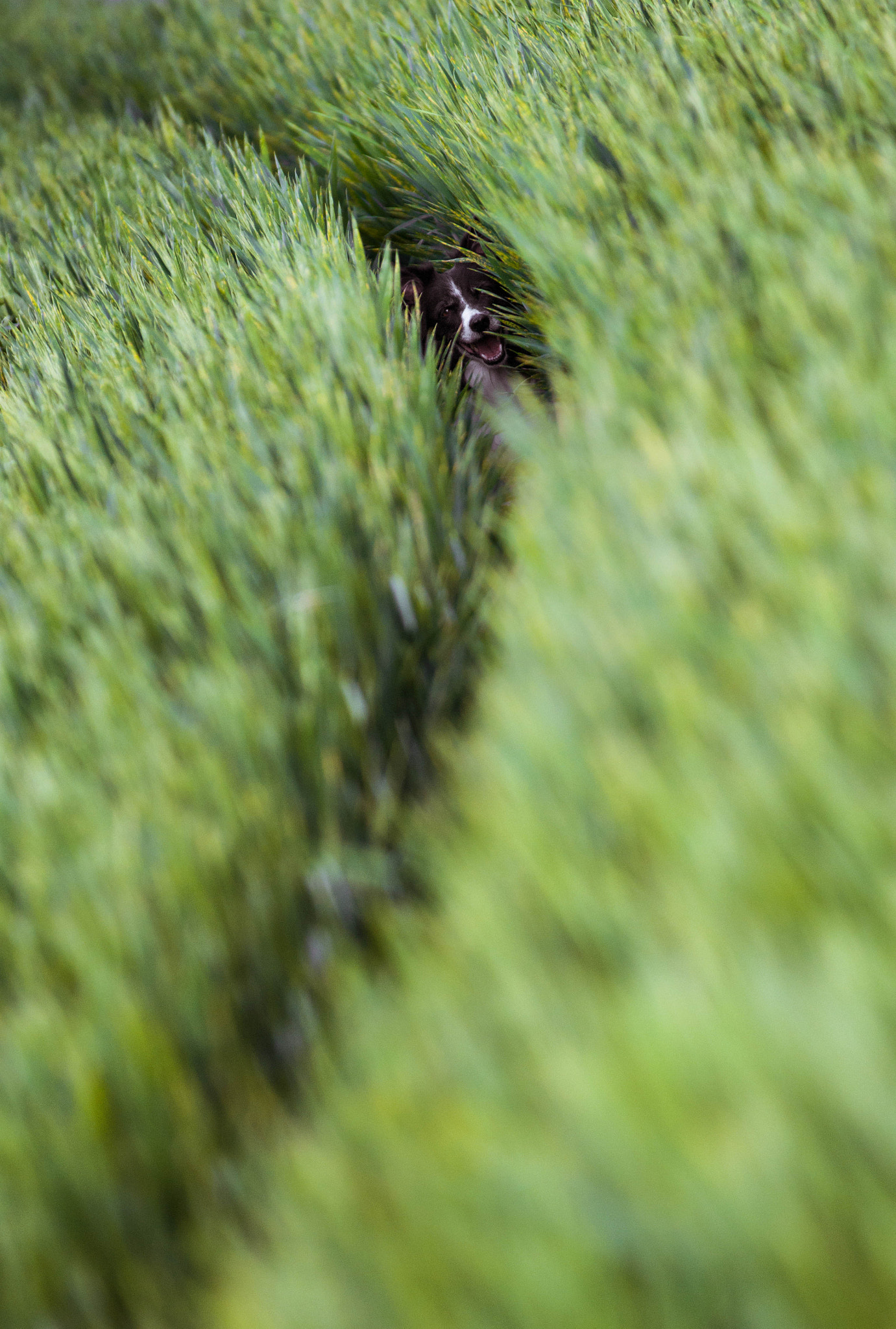 AF-S Zoom-Nikkor 80-200mm f/2.8D IF-ED sample photo. Dog photography