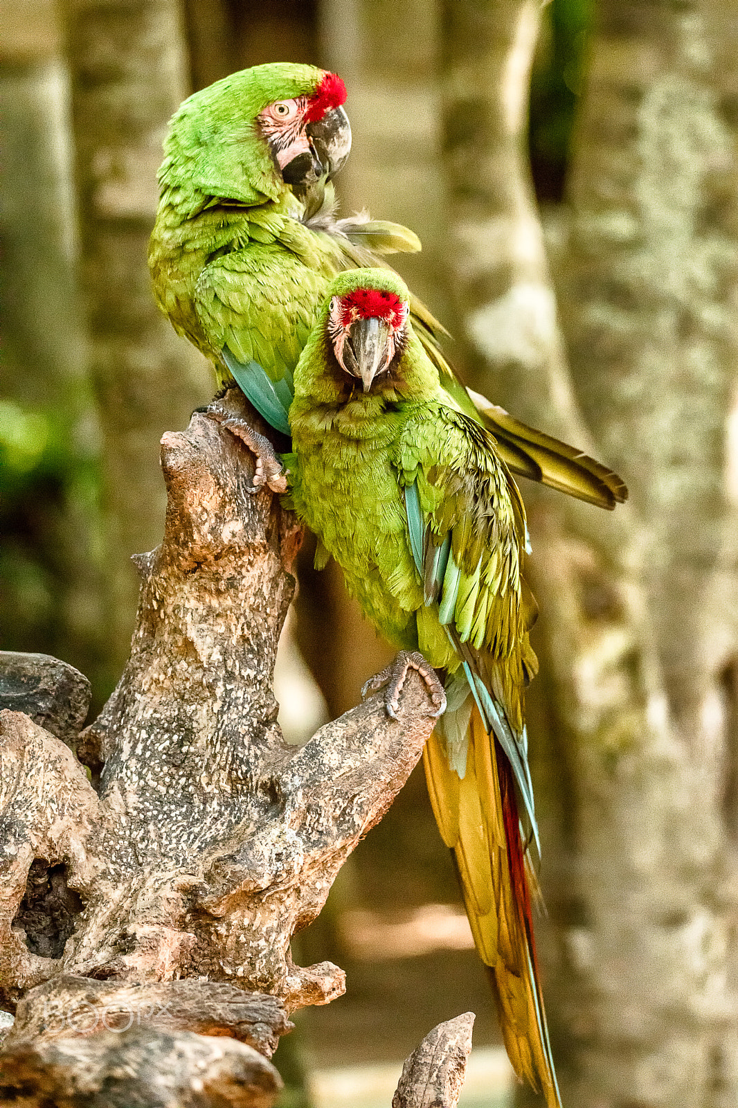 150-600mm F5-6.3 DG OS HSM | Sports 014 sample photo. Military macaw photography