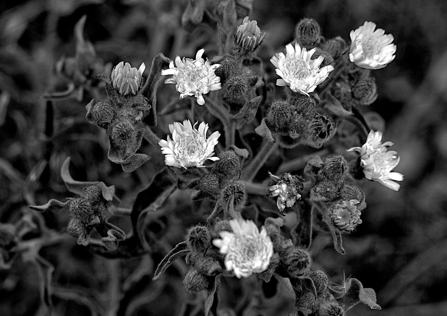 Nikon D70s + Sigma Macro 90mm F2.8 sample photo. A photography