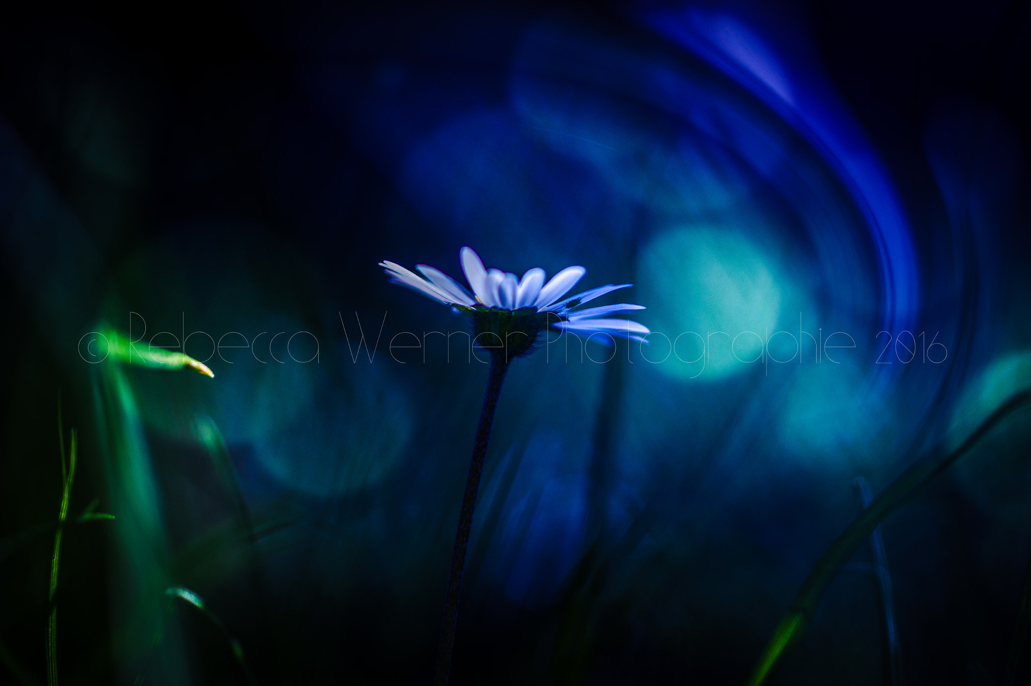 Sony SLT-A58 + Sony 50mm F2.8 Macro sample photo. Magical daisy photography