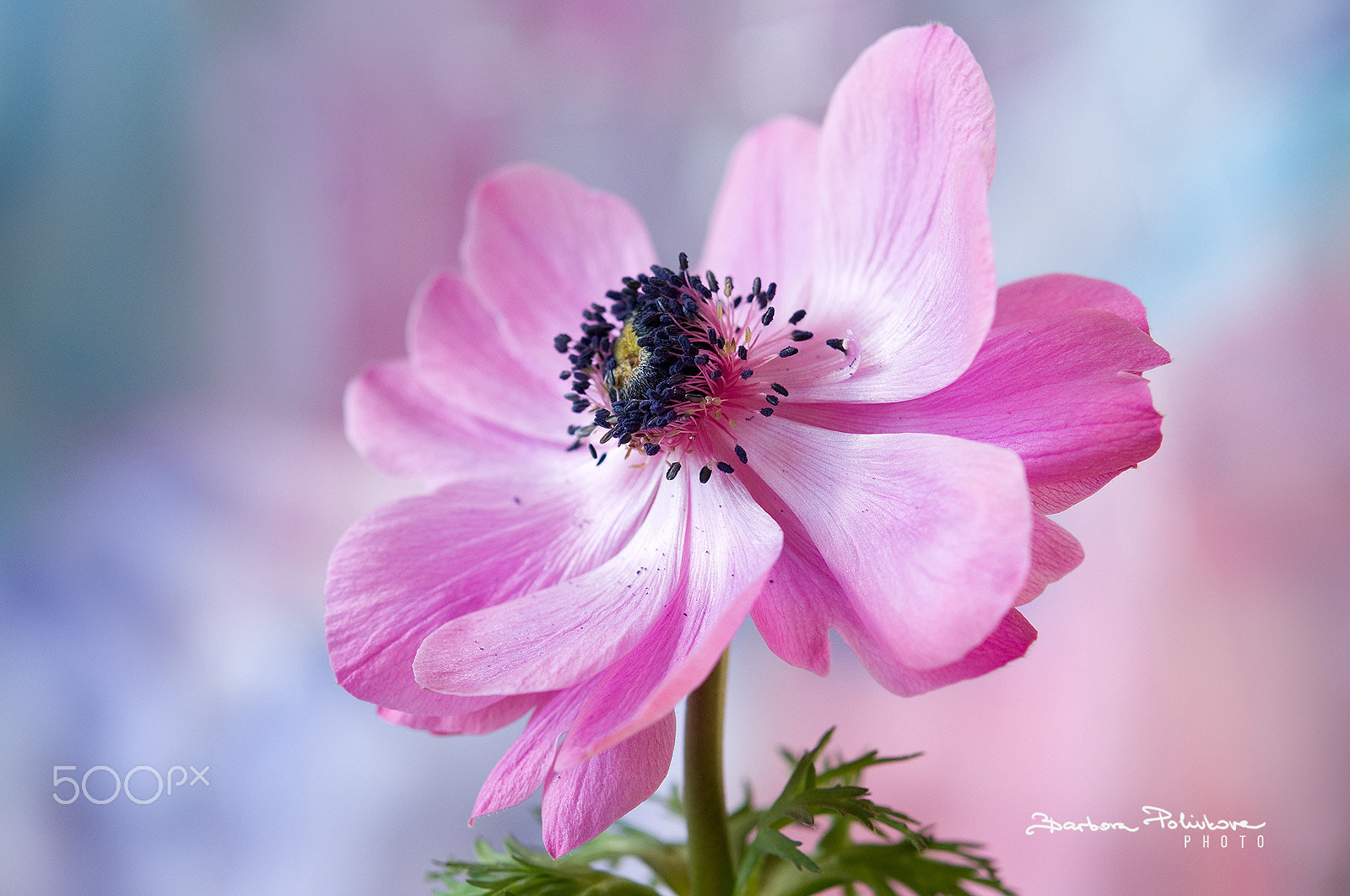 Nikon AF-S Micro-Nikkor 60mm F2.8G ED sample photo. Following the sun photography