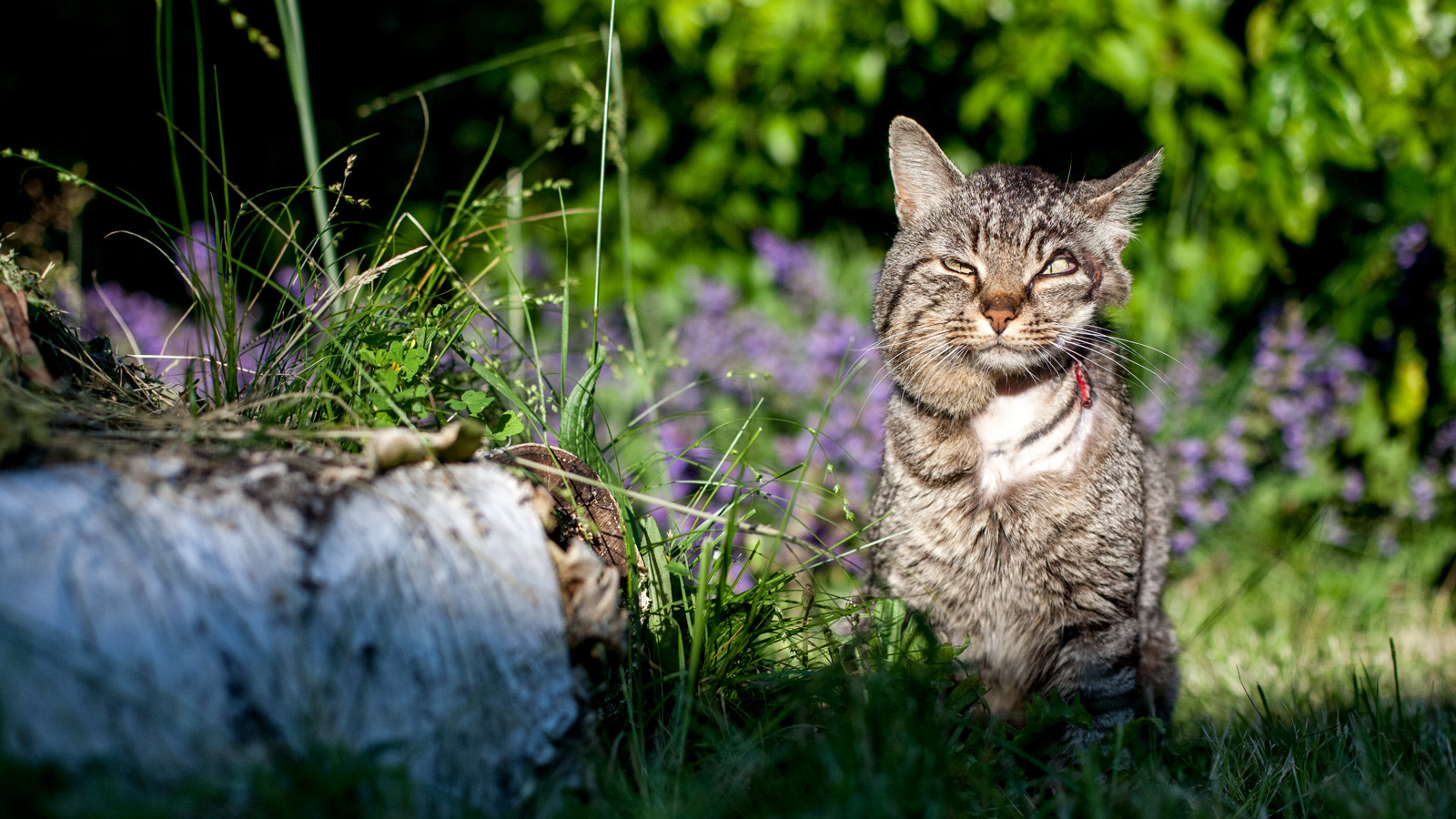 Canon EOS 5D + Canon EF 50mm F1.4 USM sample photo. Harvey dent photography