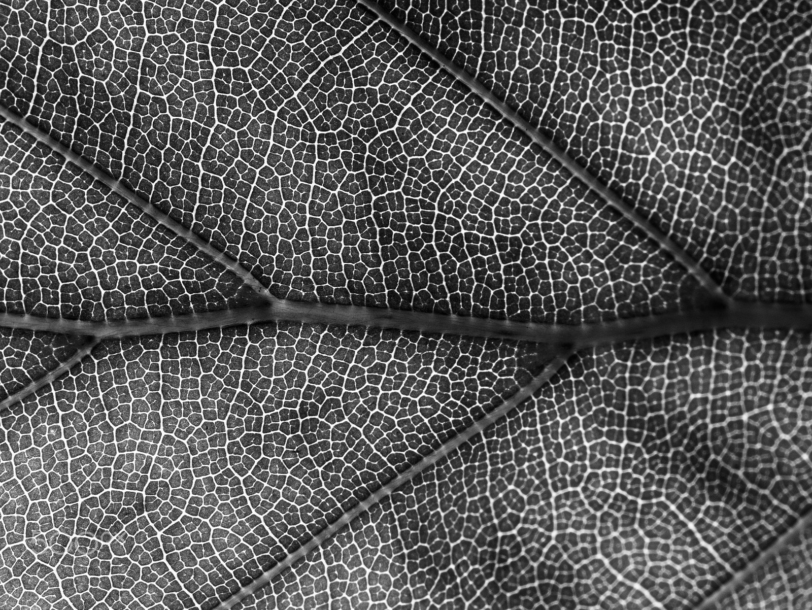 Panasonic Leica DG Macro-Elmarit 45mm F2.8 ASPH OIS sample photo. Veins of nature b&w photography