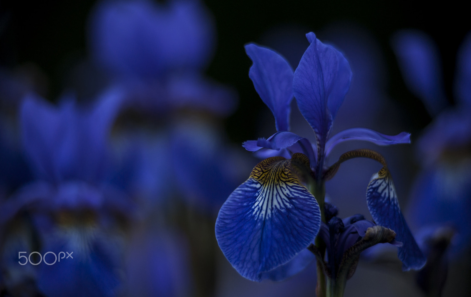 Nikon D700 + AF Nikkor 180mm f/2.8 IF-ED sample photo. Blue velvet photography