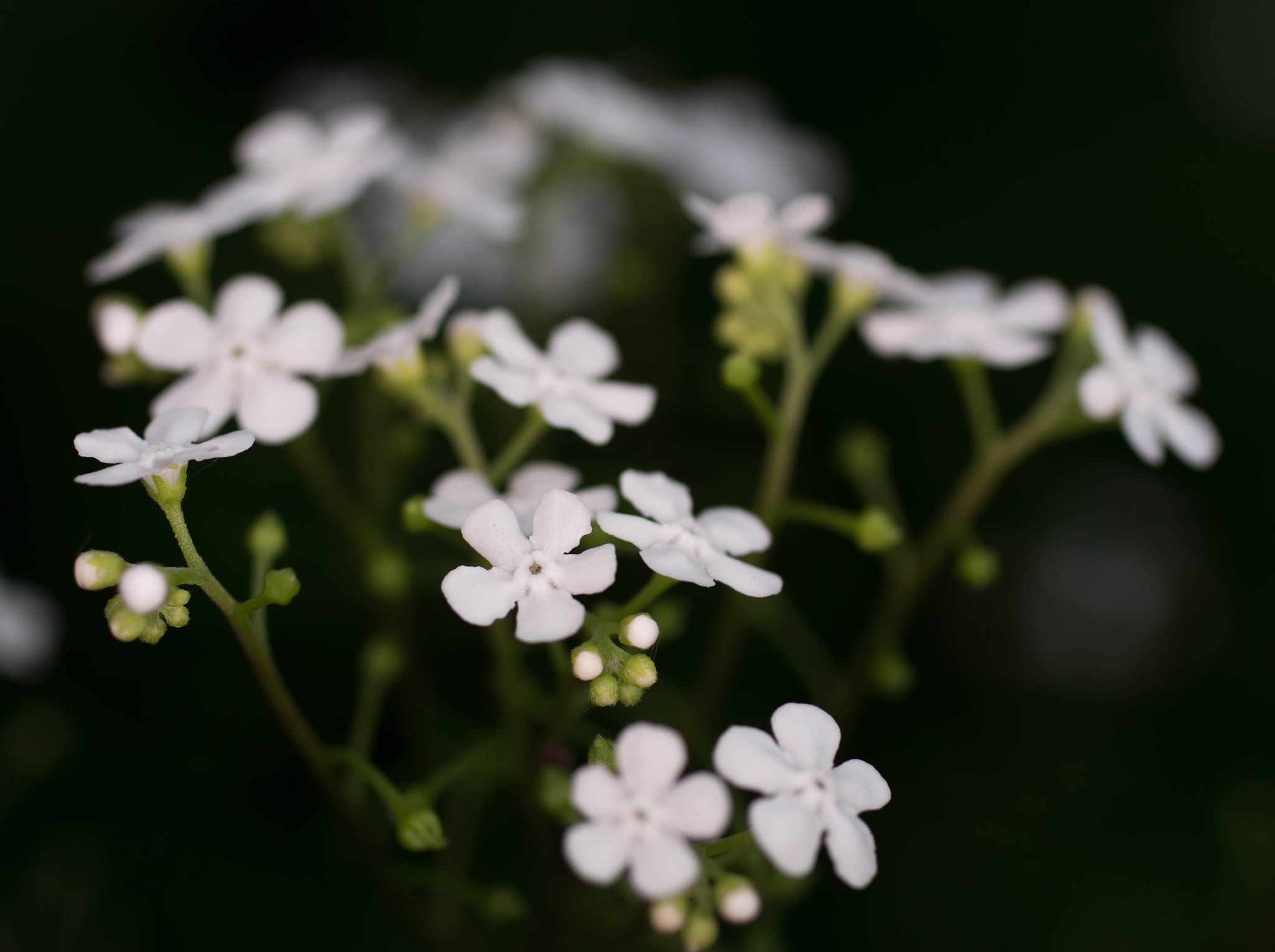 Canon EOS 700D (EOS Rebel T5i / EOS Kiss X7i) + Canon EF 50mm F2.5 Macro sample photo. Kær photography