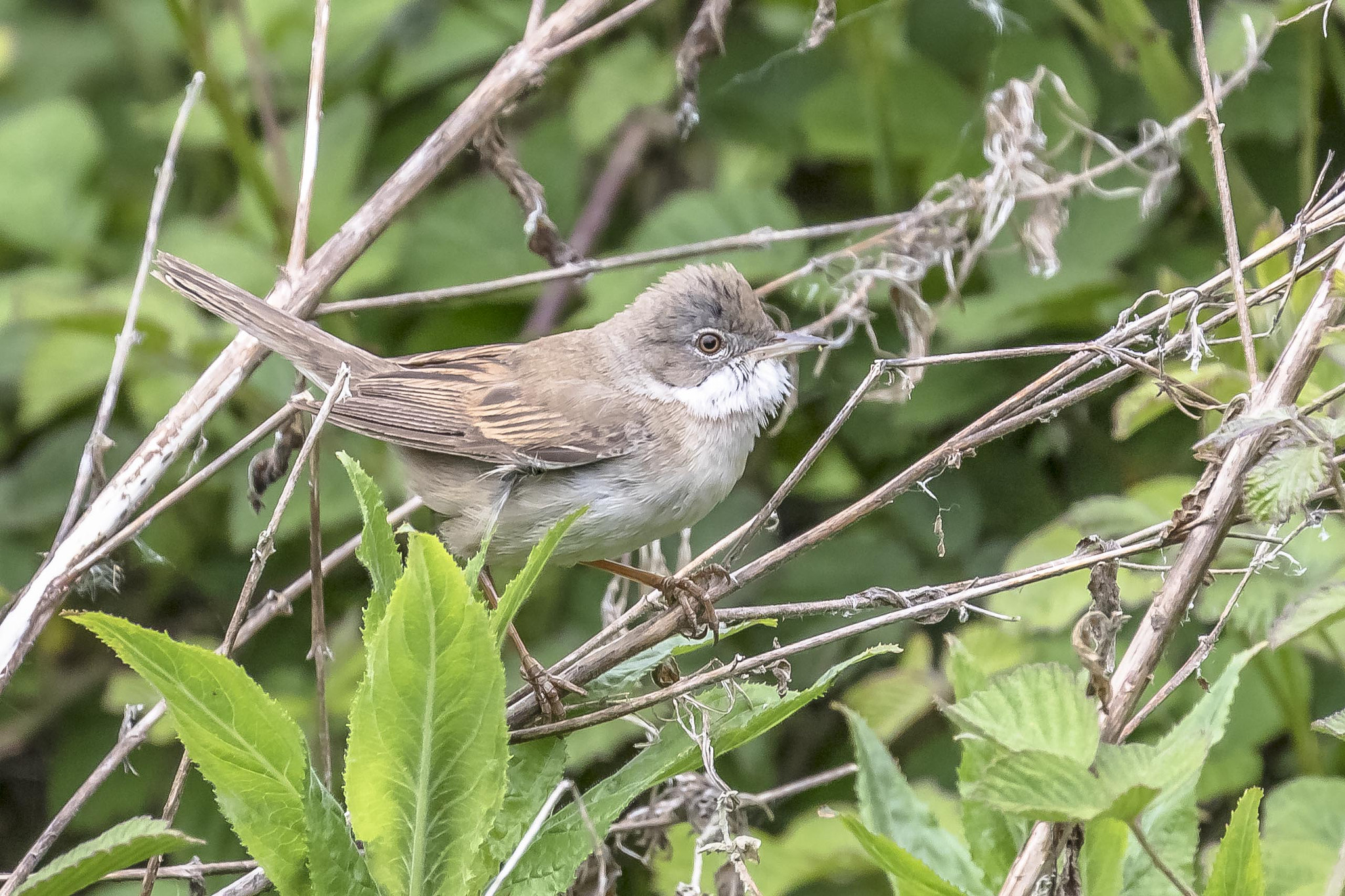 Canon EF 100-400mm F4.5-5.6L IS II USM sample photo. Whitethroat photography