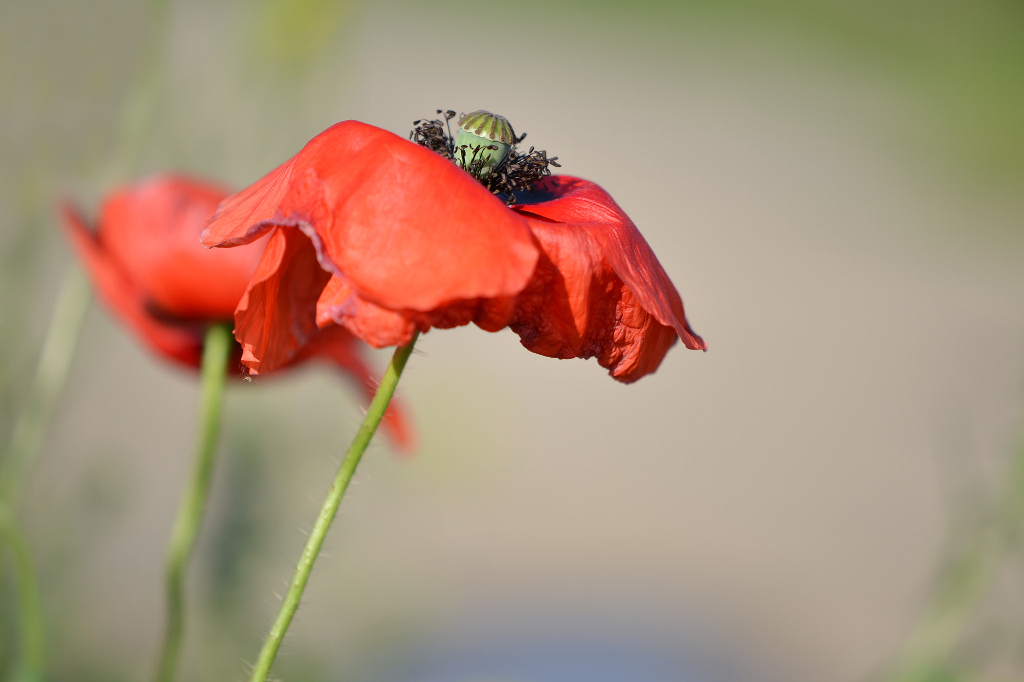 Nikon AF-S DX Micro-Nikkor 85mm F3.5G ED VR sample photo. Poppy photography