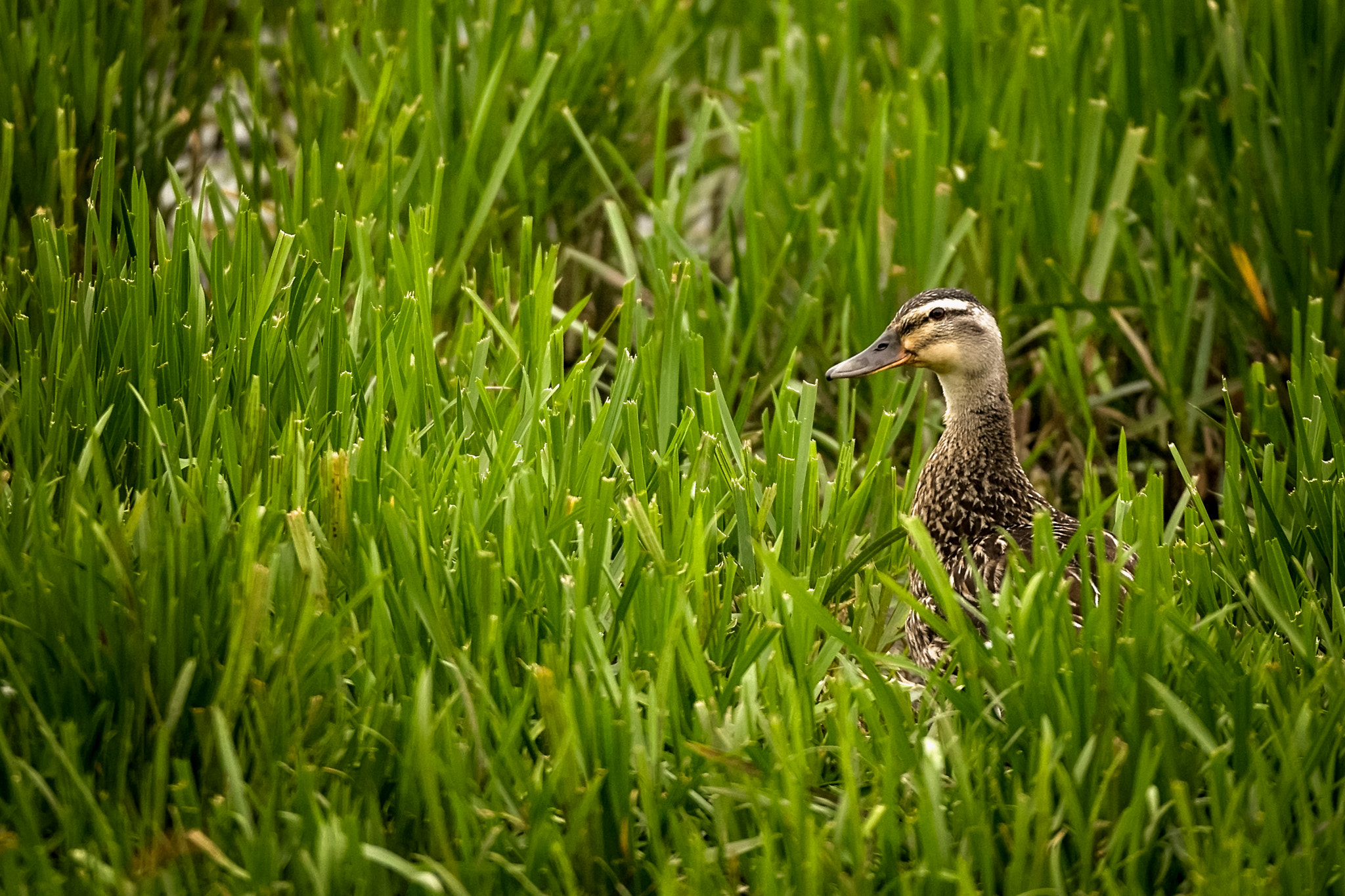 150-600mm F5-6.3 DG OS HSM | Sports 014 sample photo. Marco.jpg photography