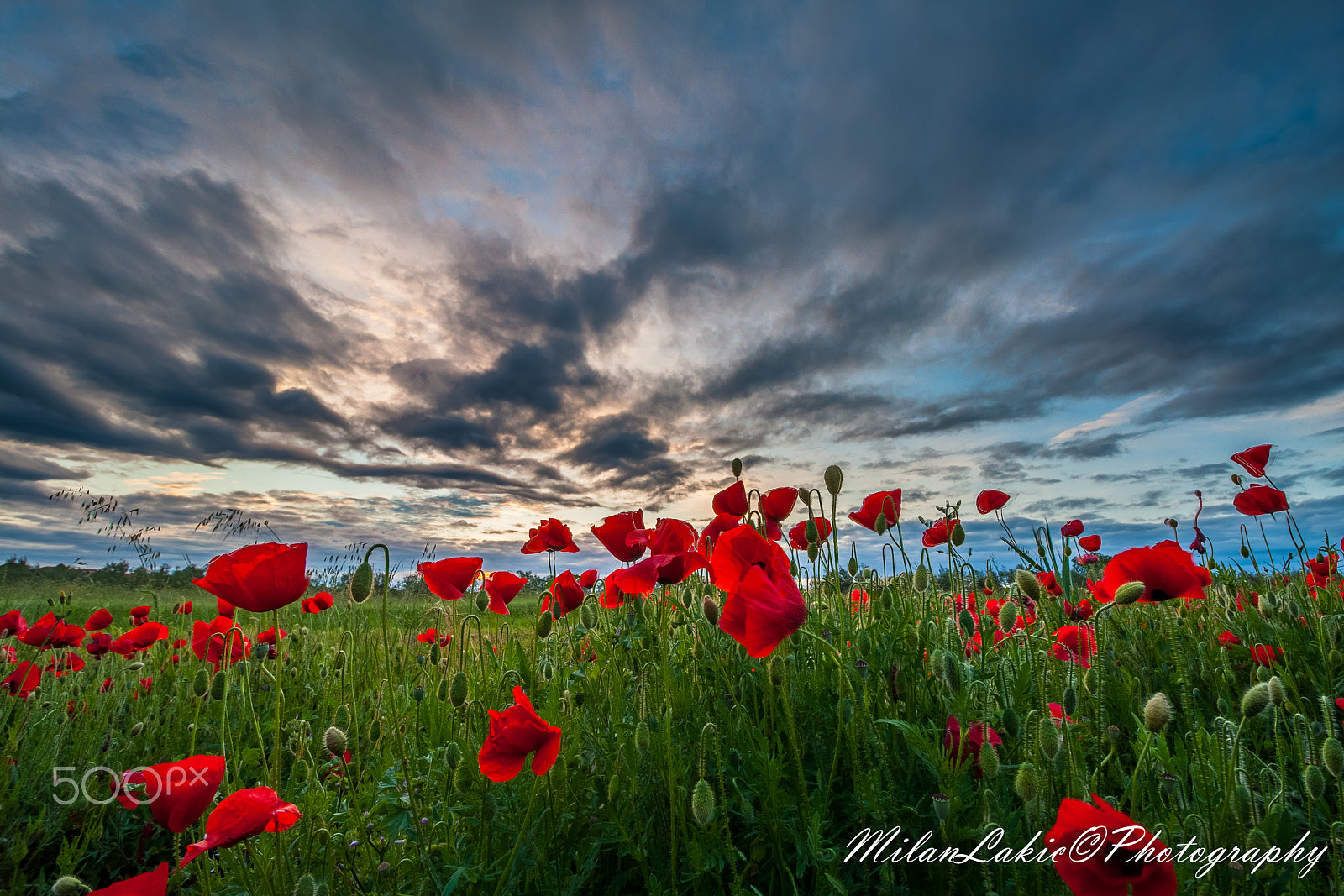 Canon EF-S 10-18mm F4.5–5.6 IS STM sample photo. Poppies in field photography