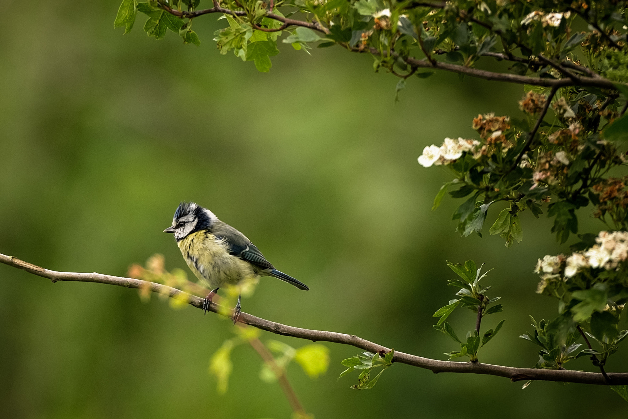 150-600mm F5-6.3 DG OS HSM | Sports 014 sample photo. Wish i was a punk rocker with flowers in my hair.jpg photography