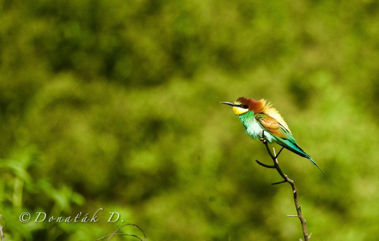 Canon EF 200-400mm F4L IS USM Extender 1.4x sample photo. Vlha pestrá (merops apiaster) photography