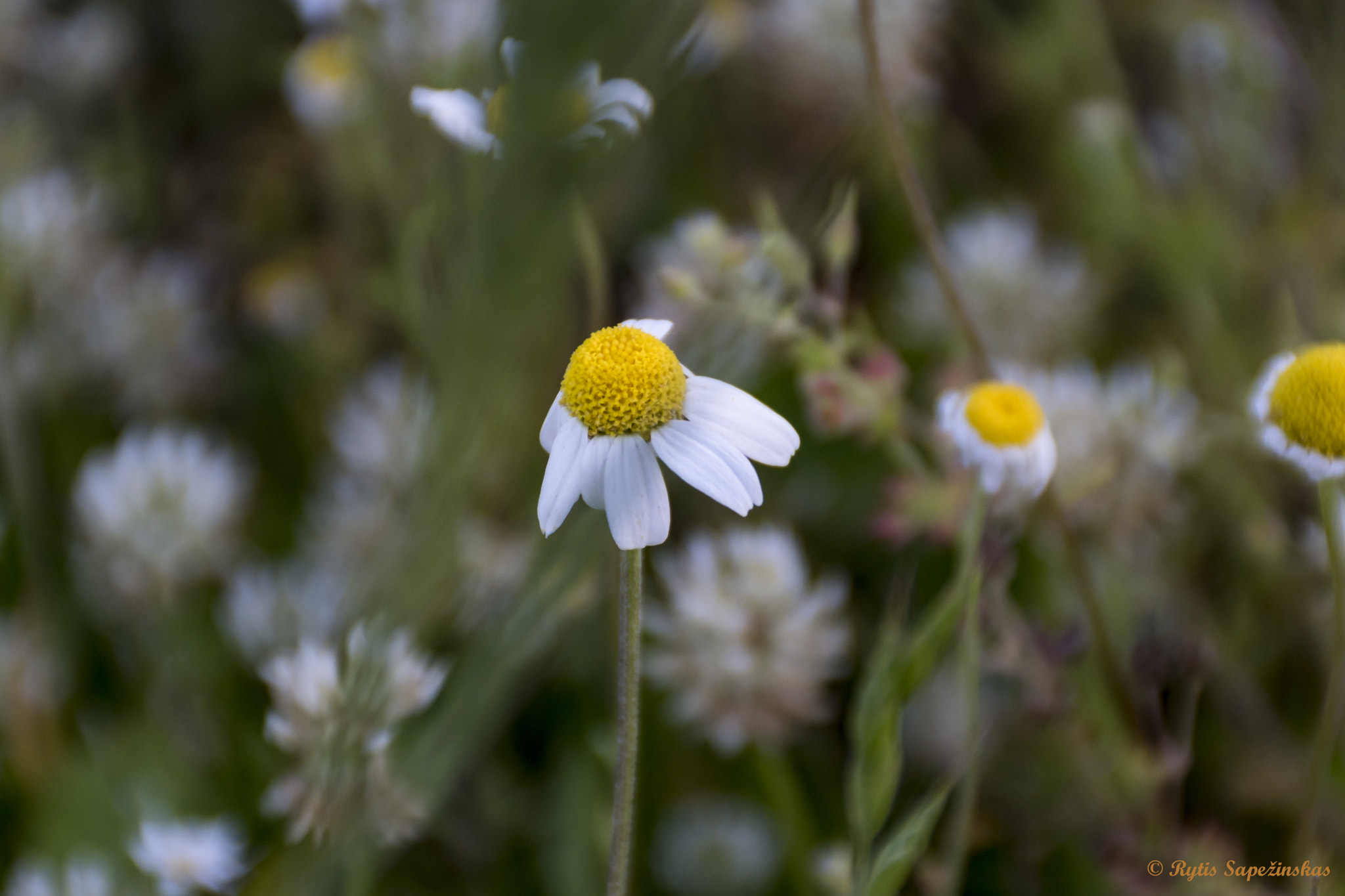 Sony DT 18-200mm F3.5-6.3 sample photo. Yellow flower photography
