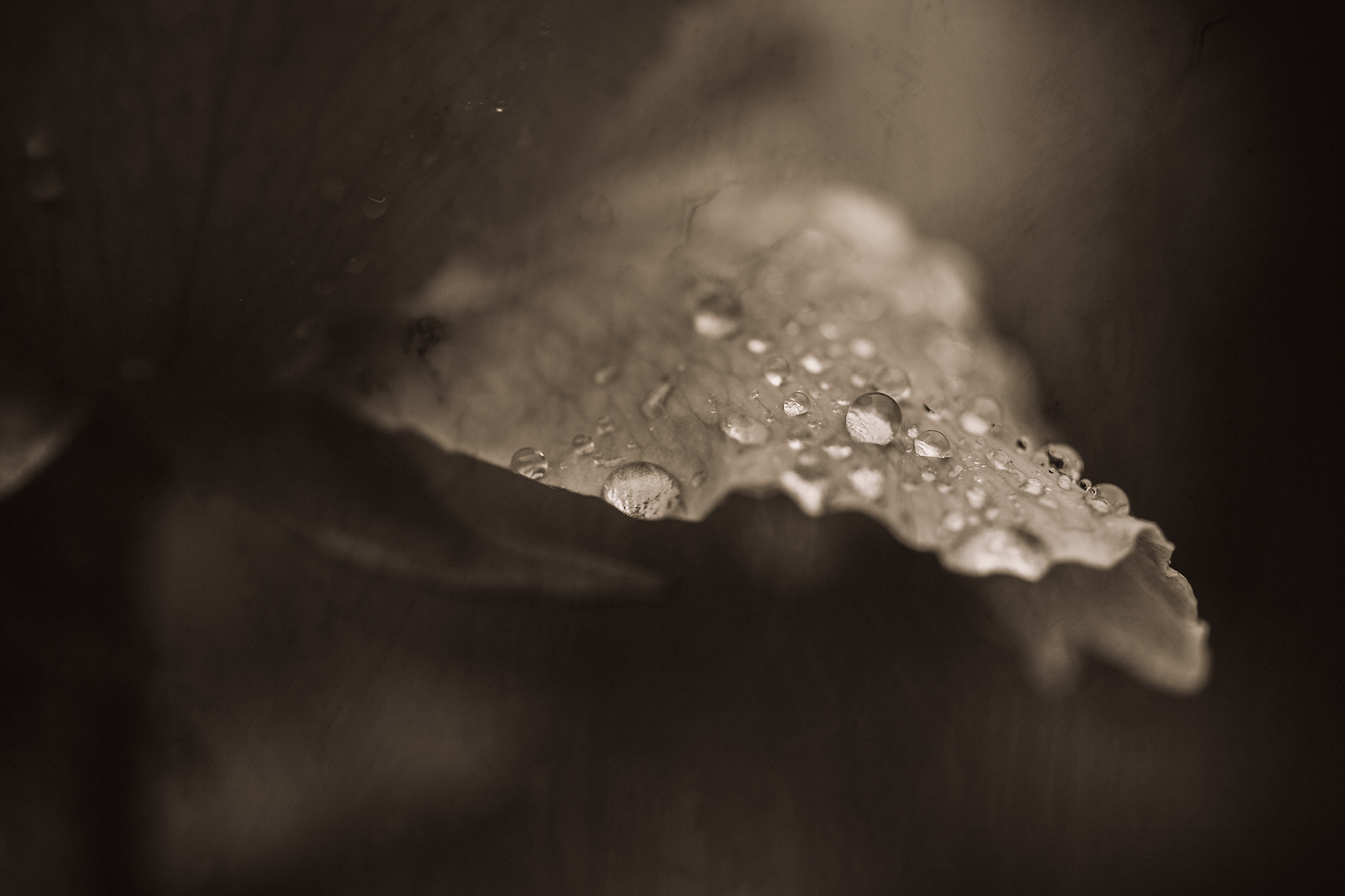 ZEISS Makro-Planar T* 50mm F2 sample photo. Rose in rain photography