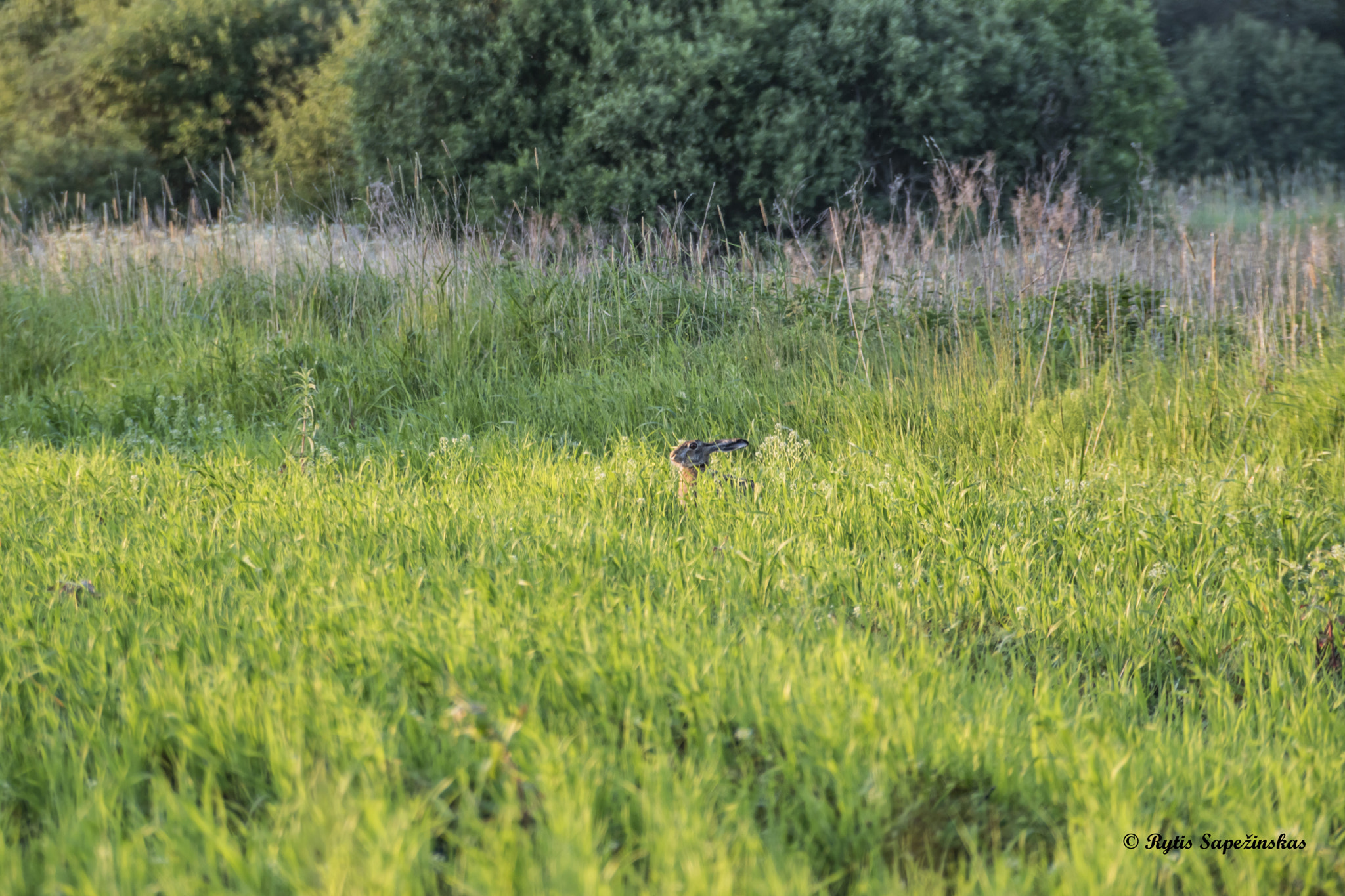 Sony DT 18-200mm F3.5-6.3 sample photo. Bunny ? photography