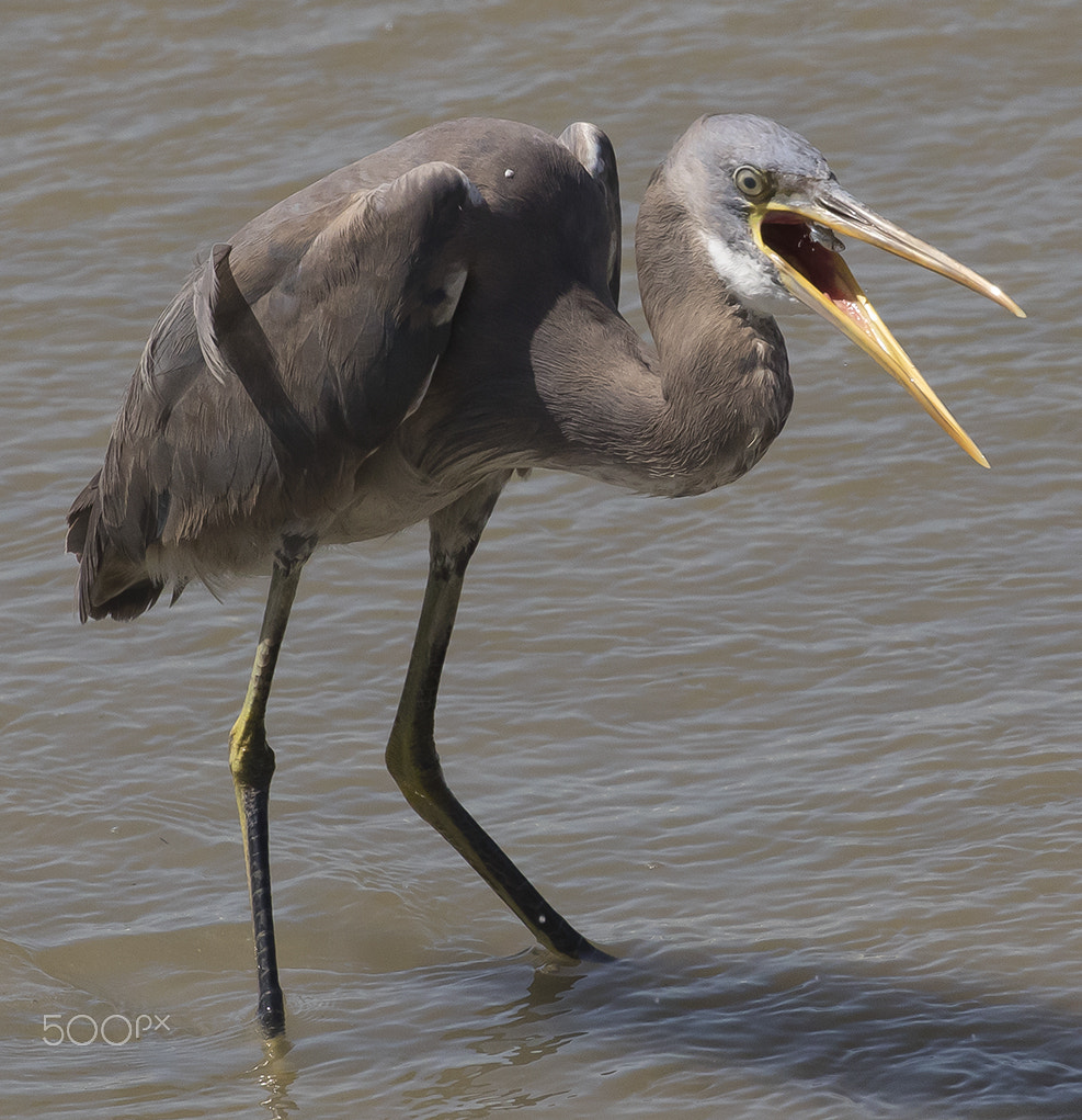 Canon EOS 7D Mark II + Canon EF 100-400mm F4.5-5.6L IS II USM sample photo. Egret photography