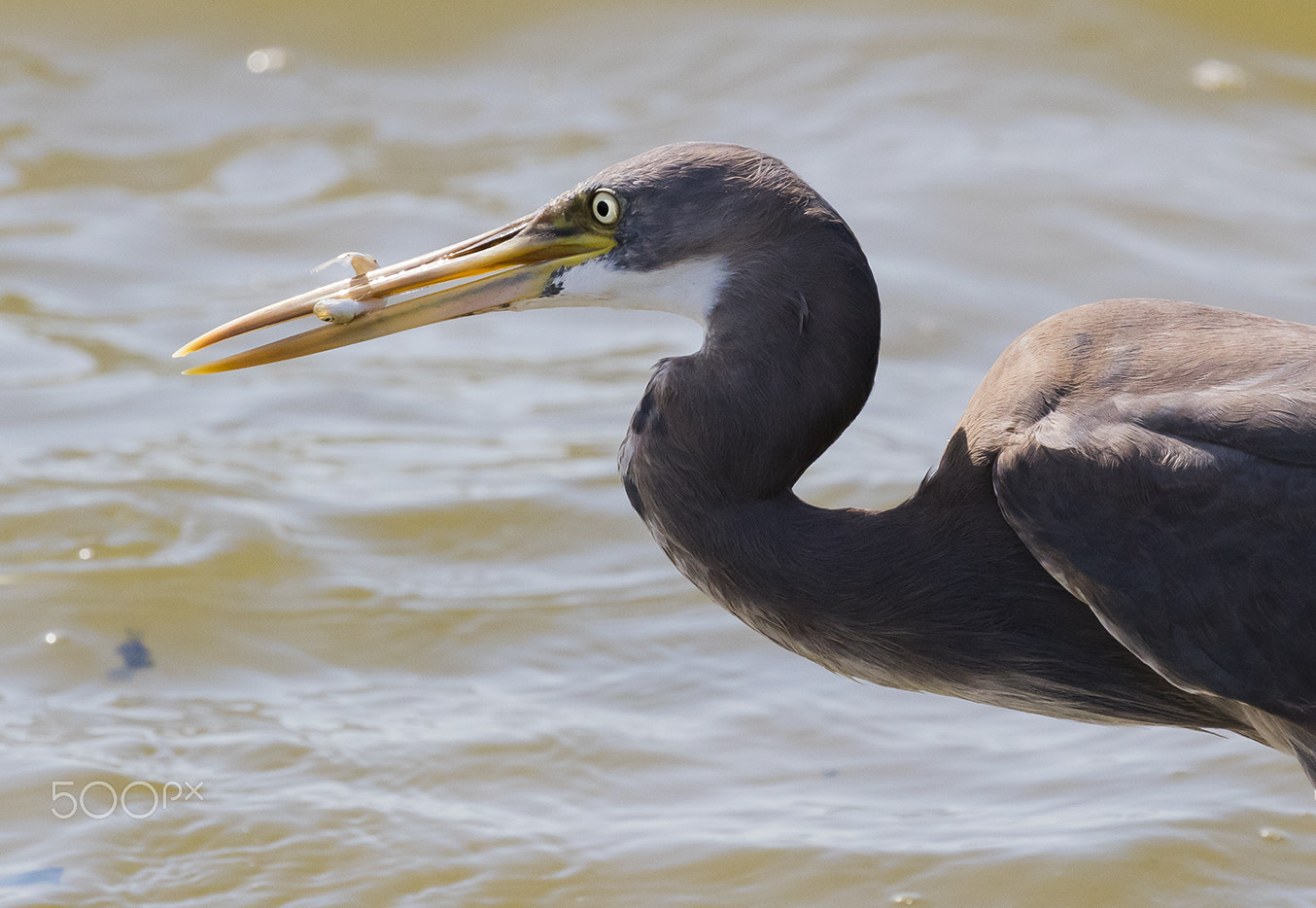 Canon EF 100-400mm F4.5-5.6L IS II USM sample photo. Egret photography