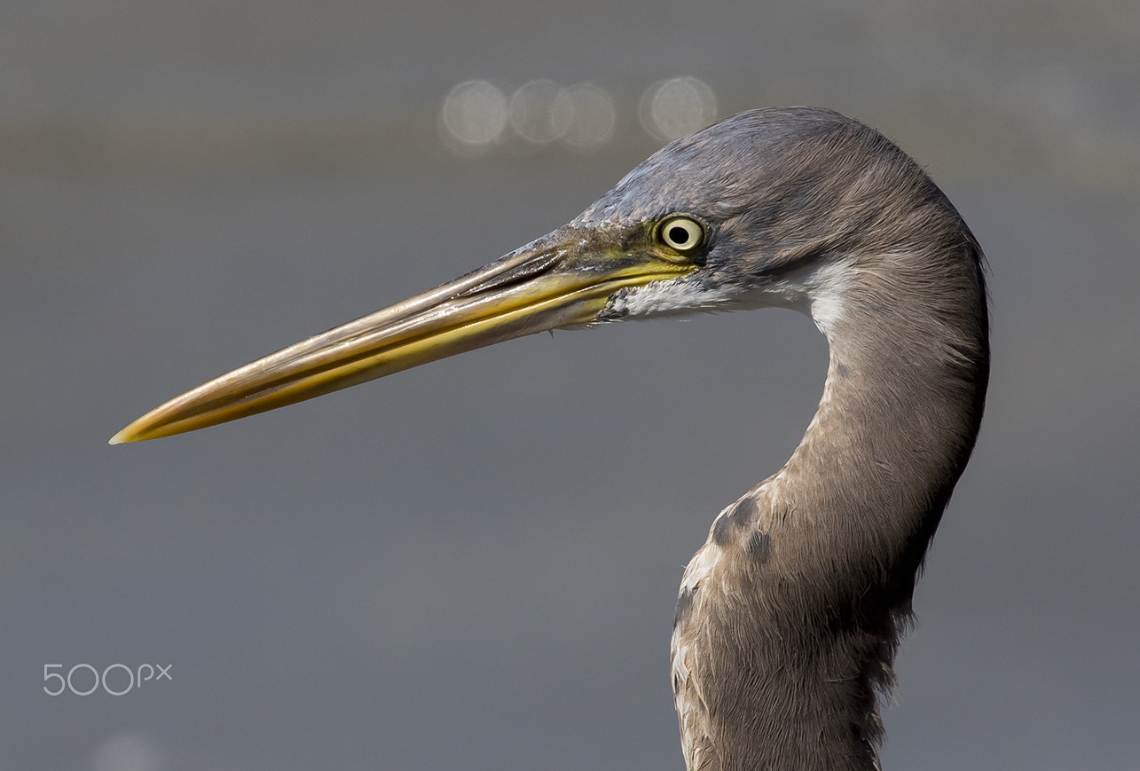 Canon EOS 7D Mark II + Canon EF 100-400mm F4.5-5.6L IS II USM sample photo. Egret photography