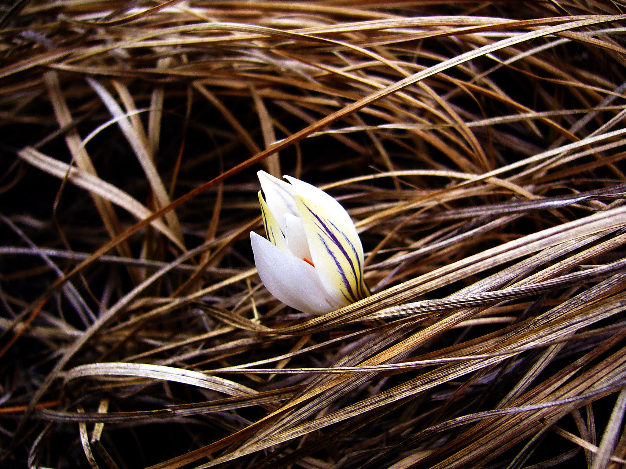 Panasonic DMC-FX8 sample photo. Crocus biflorus photography