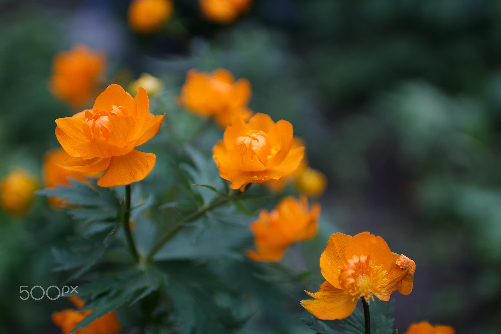 Sigma 30mm F1.4 EX DC HSM sample photo. Trollius asiaticus photography
