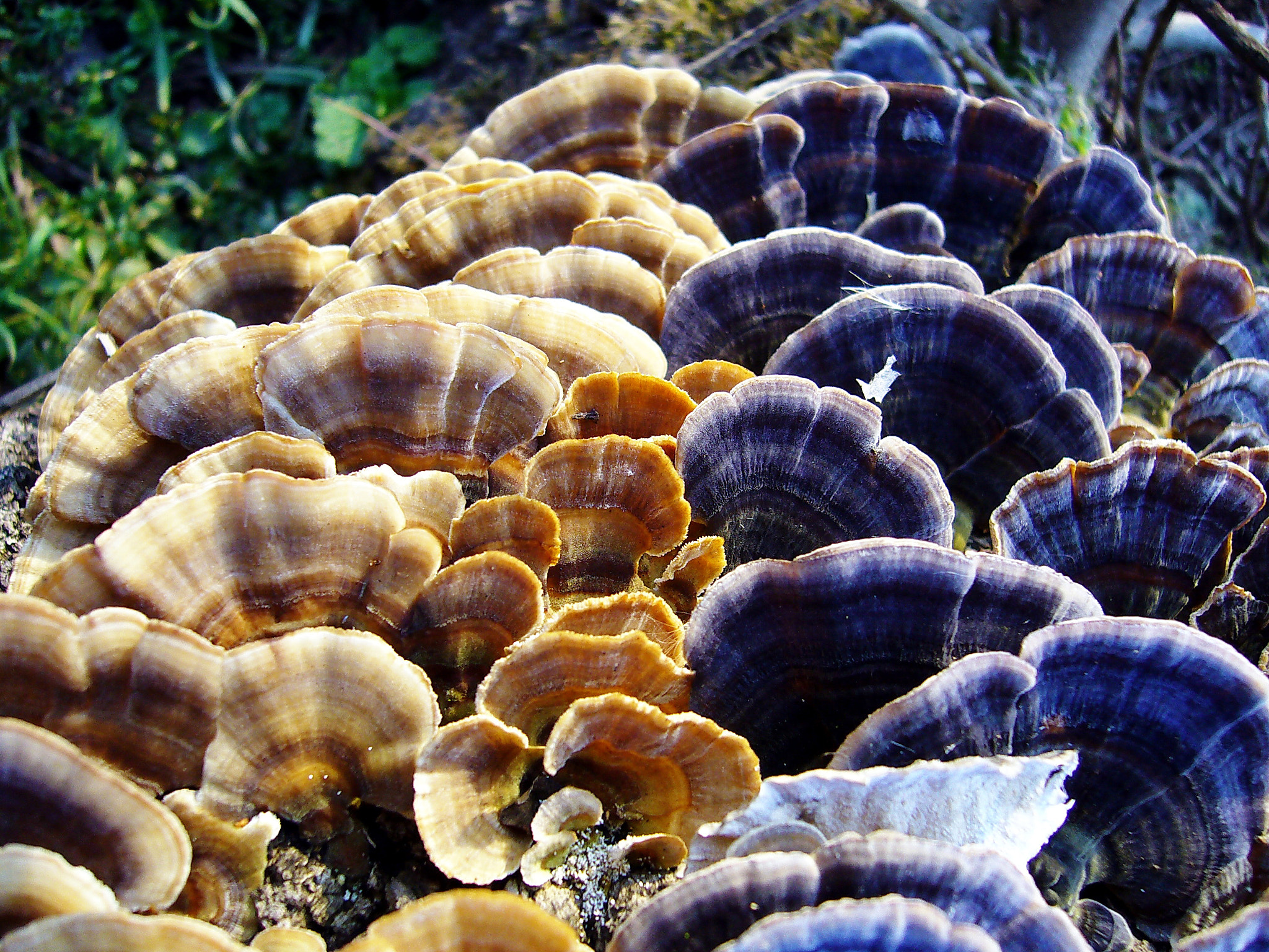 Panasonic DMC-FX8 sample photo. Tree mushrooms photography