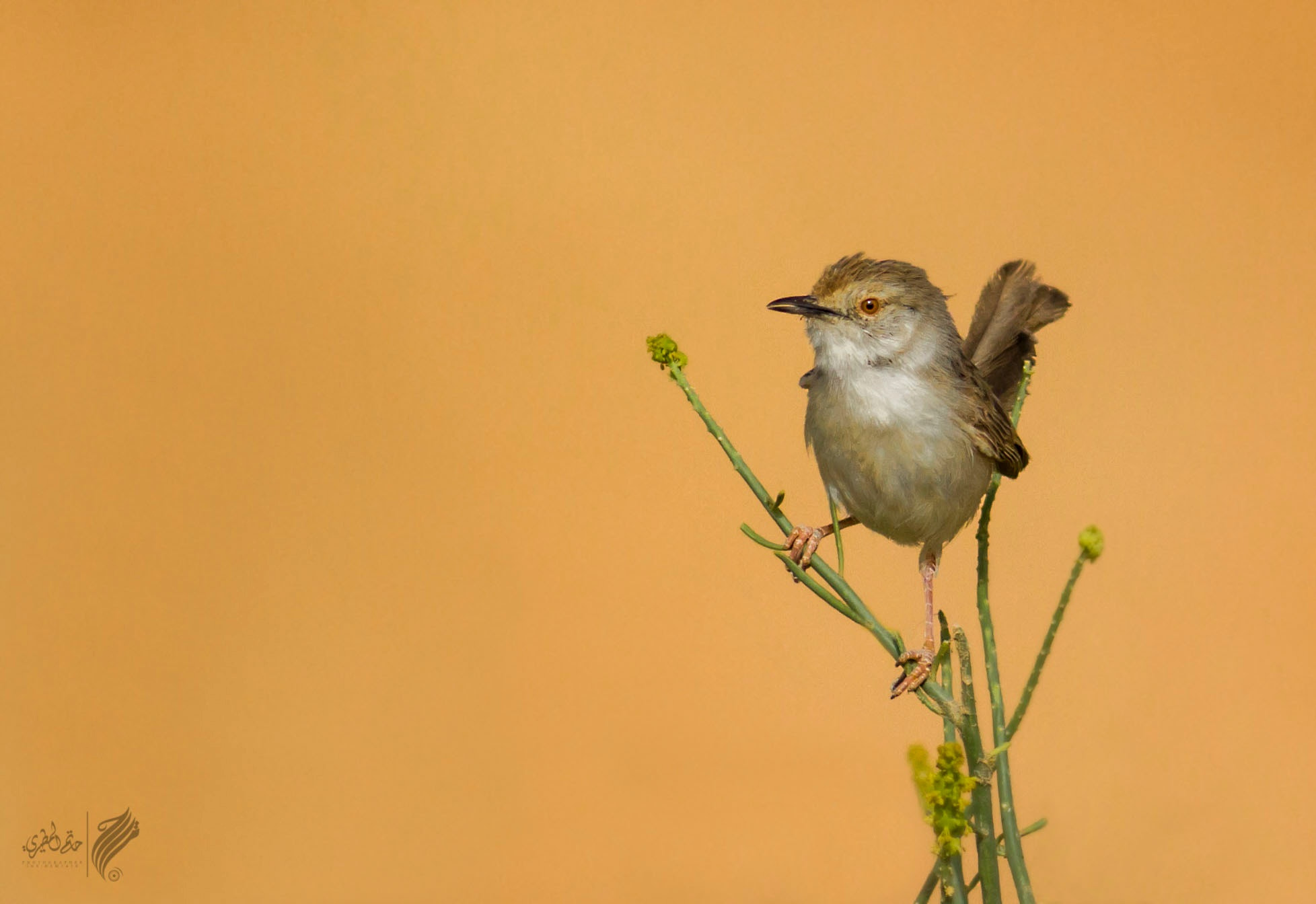 Canon EOS 7D + Canon EF 400mm F5.6L USM sample photo. Graceful prinia photography