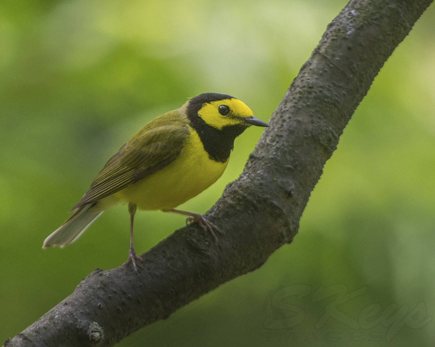 Nikon D7200 + Sigma 500mm F4.5 EX DG HSM sample photo. Hood (hooded warbler) photography