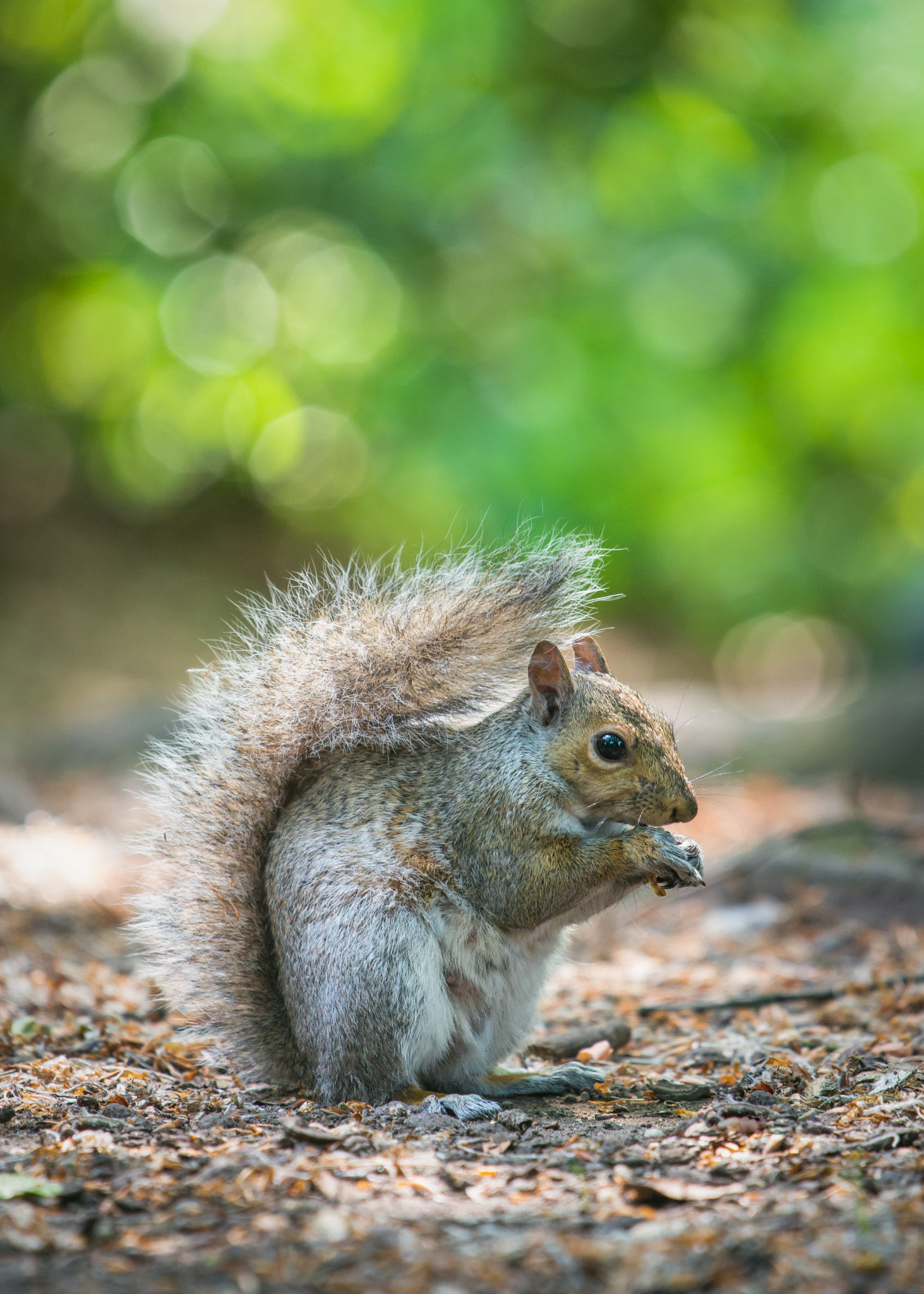 Sigma 500mm F4.5 EX DG HSM sample photo. Grey squirrel photography