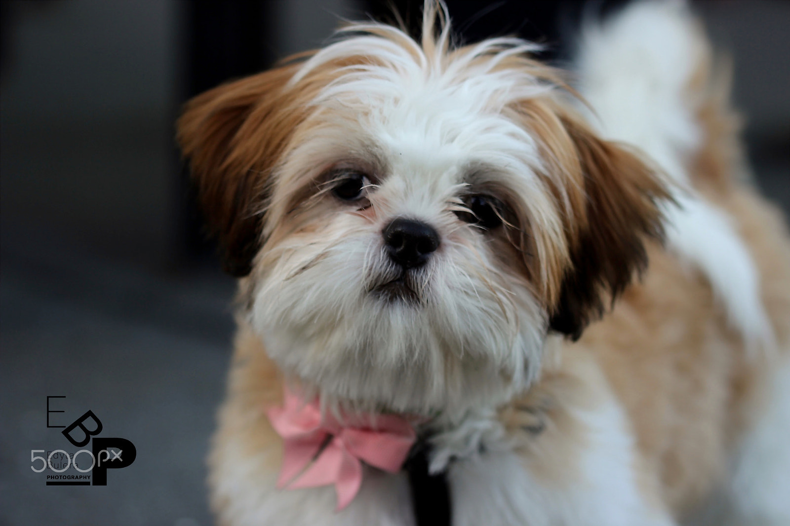Canon EF 100mm F2.8L Macro IS USM sample photo. Animals by edyta photography