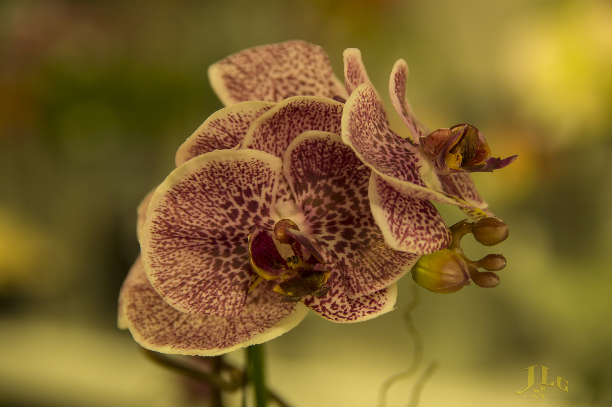 Canon EOS 6D + Tamron AF 28-300mm F3.5-6.3 XR Di VC LD Aspherical (IF) Macro sample photo. Orchid photography