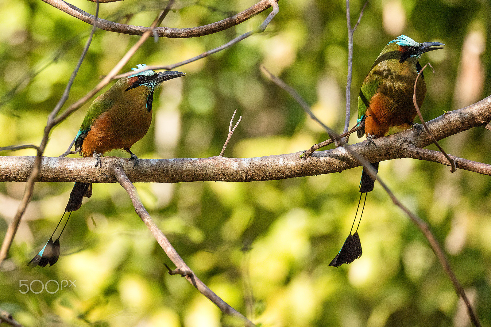 150-600mm F5-6.3 DG OS HSM | Sports 014 sample photo. Pair of turquoise-browed motmot photography