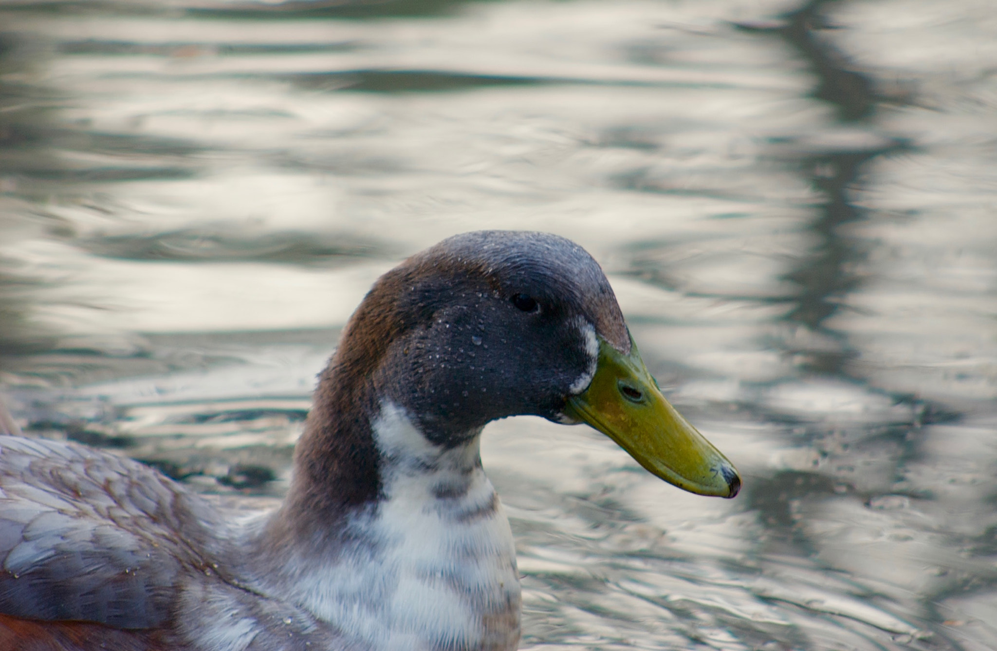 Nikon D1X sample photo