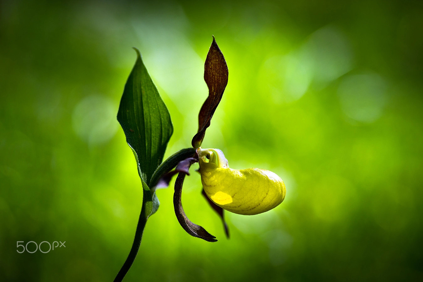 Sony Alpha DSLR-A850 + Minolta AF 100mm F2.8 Macro [New] sample photo. Cypripedium calceolus photography