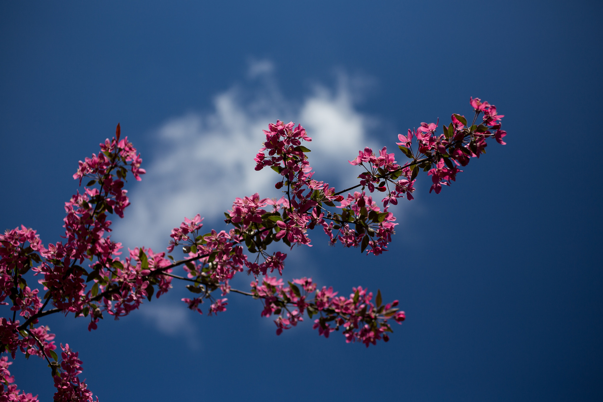 Canon EOS 6D + Canon EF 50mm F2.5 Macro sample photo. In bloom photography