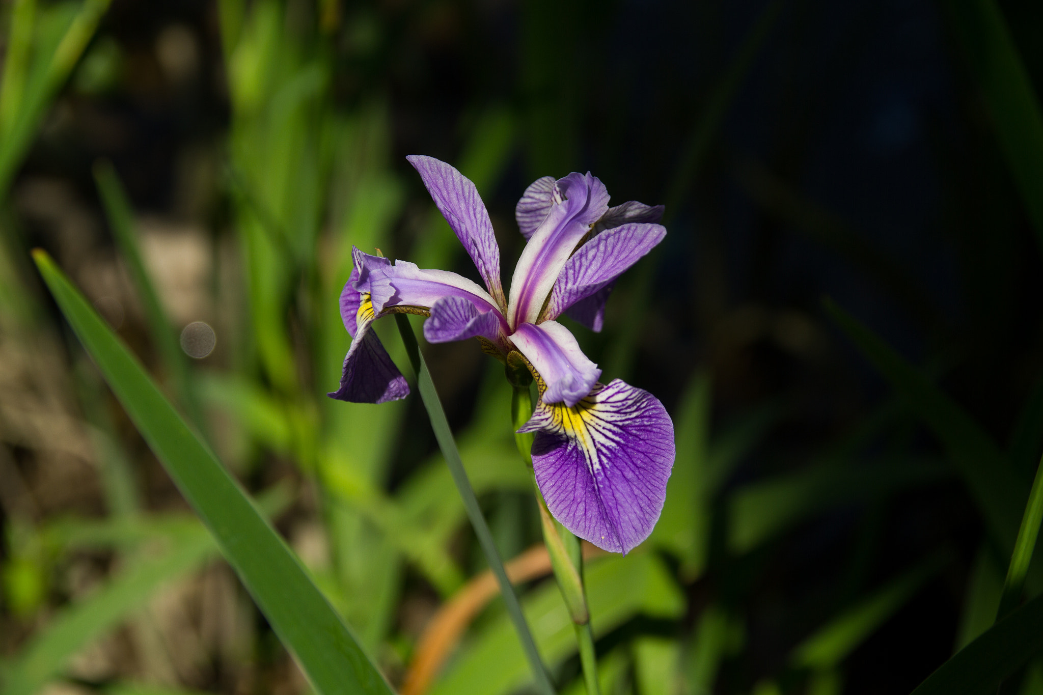 Sigma 18-125mm f/3.5-5.6 DC IF ASP sample photo. Iris photography