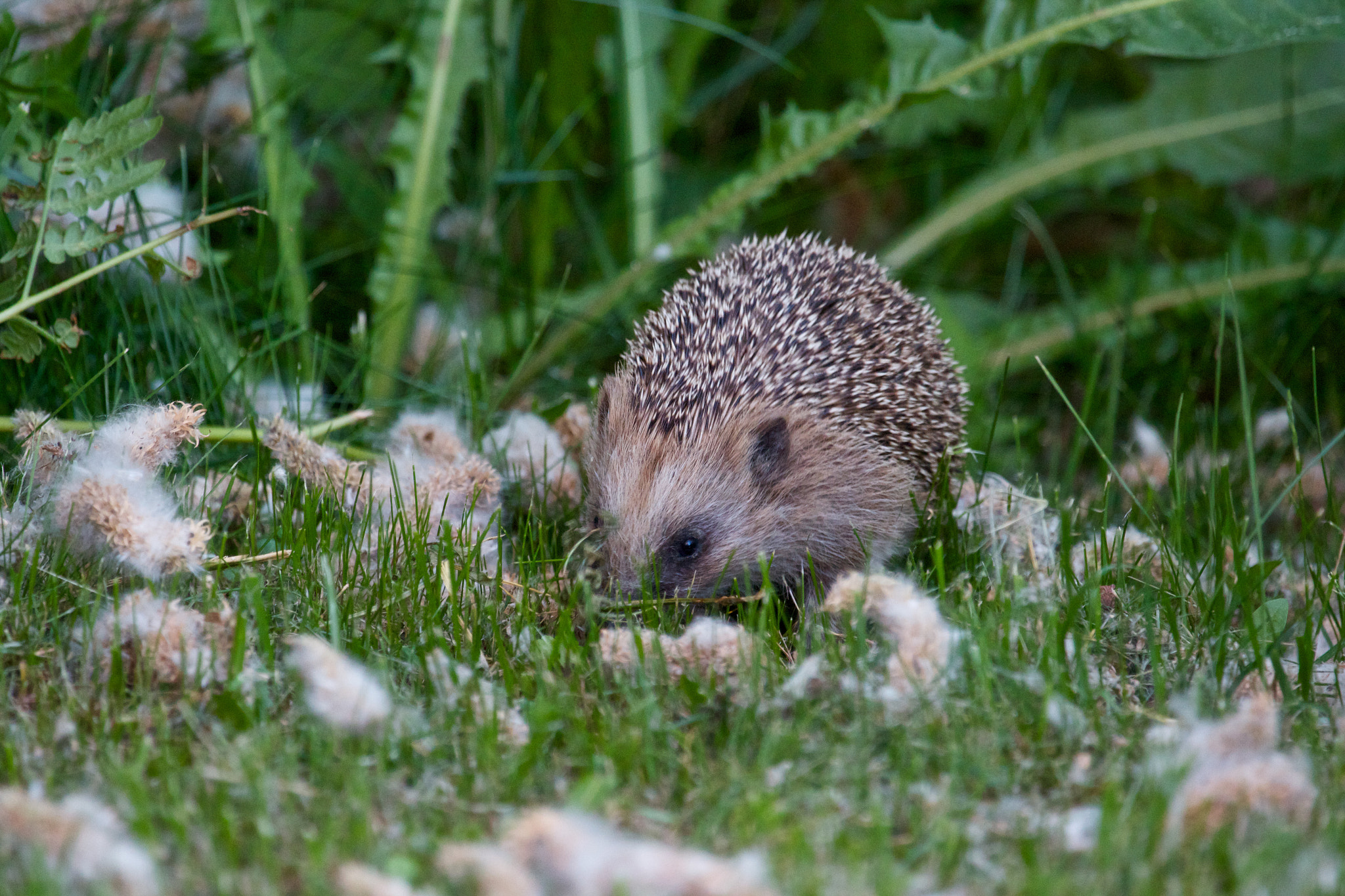 Canon EF 100-400mm F4.5-5.6L IS USM sample photo. European hedgehog photography