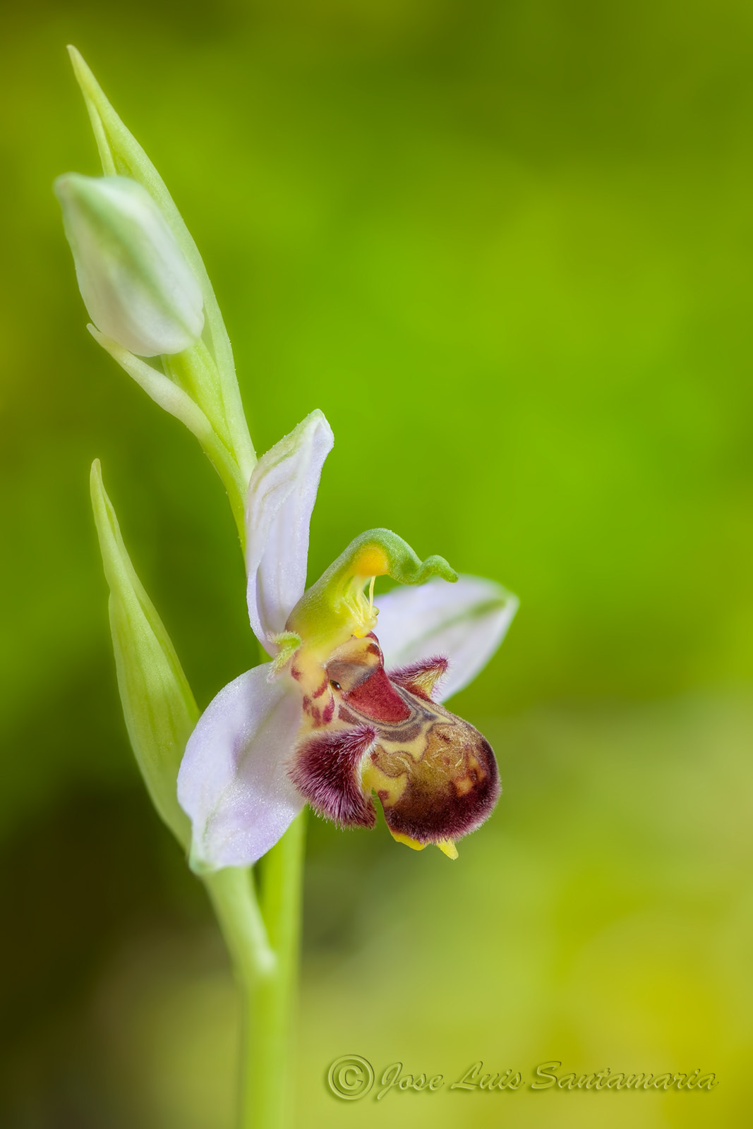 Nikon D300S sample photo. Ophrys apiphera photography