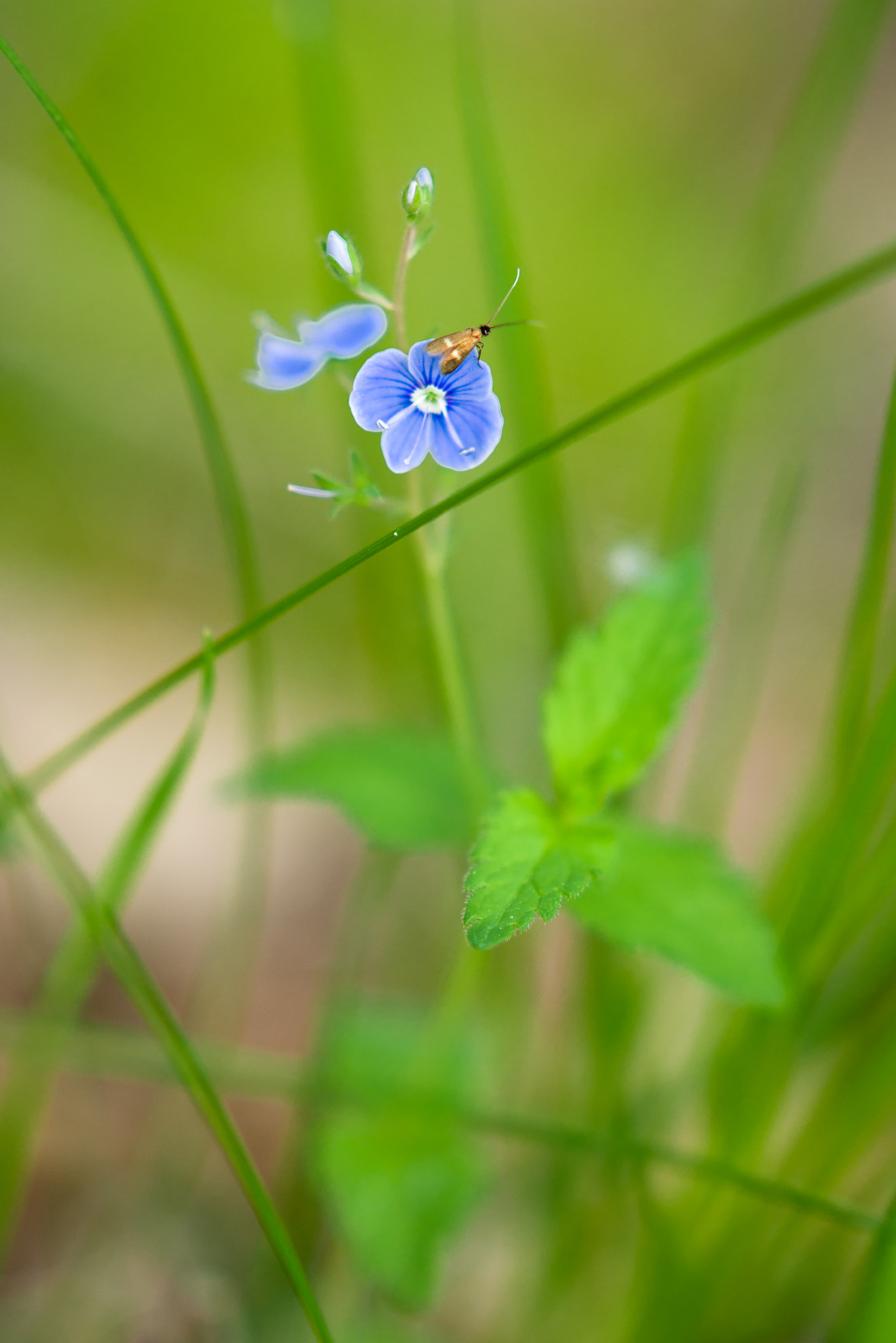 Sony Sonnar T* 135mm F1.8 ZA sample photo. Flower and a small beetle. photography